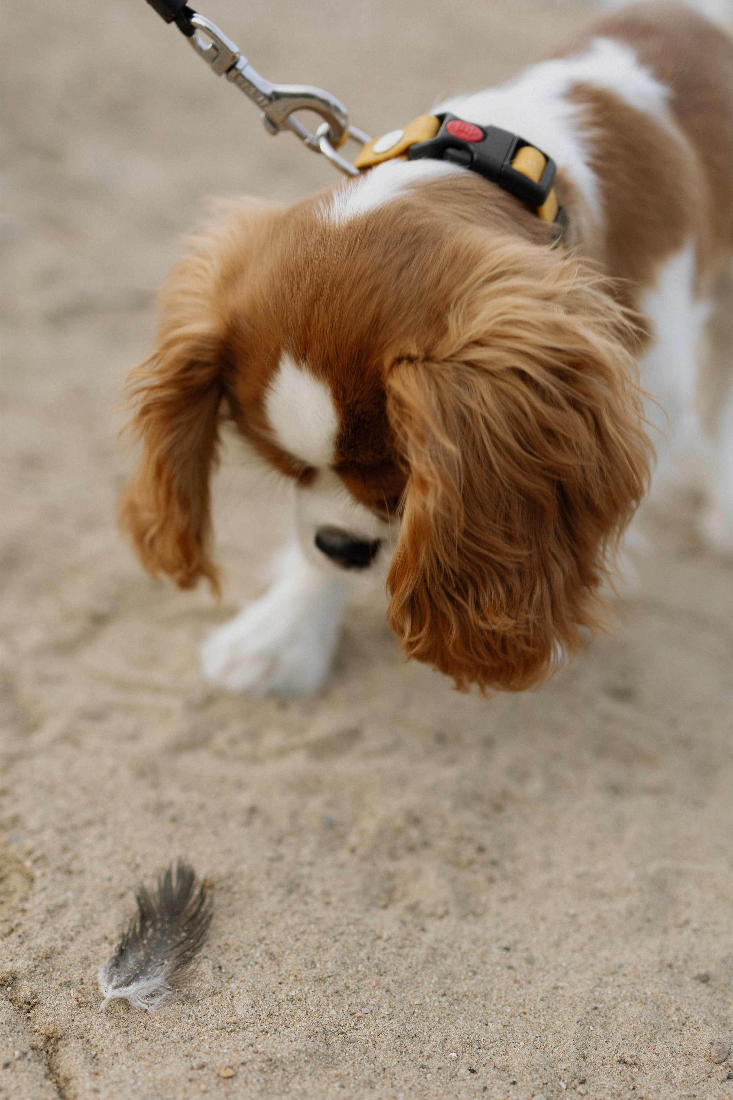Ваня, Таня и малыш Кимми. Семейный фотограф Надежда Каримова | Иркутск Байкал Аршан