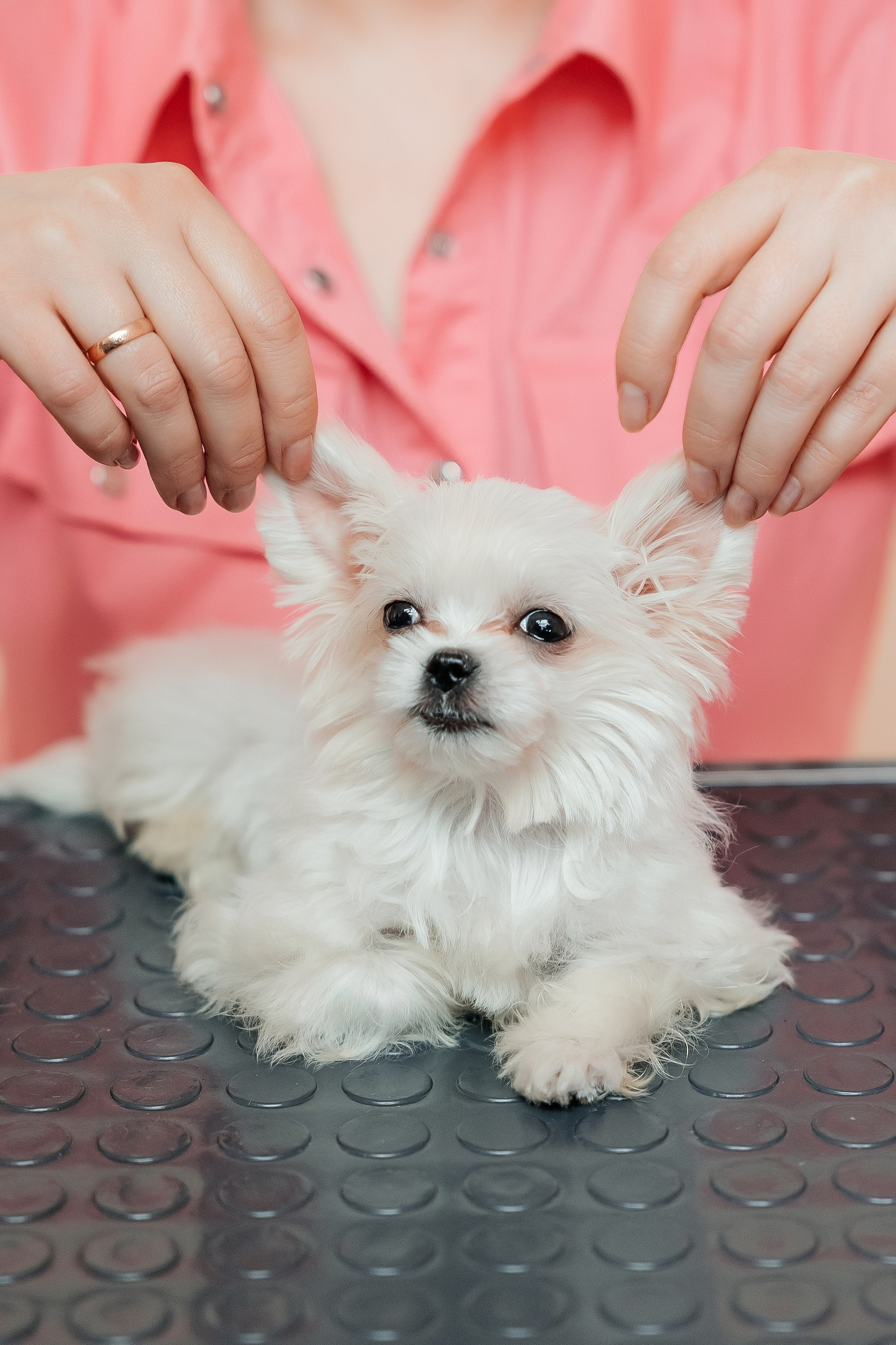 Контент съёмка для грумера. СВАДЕБНЫЙ ФОТОГРАФ НАТАЛИКА