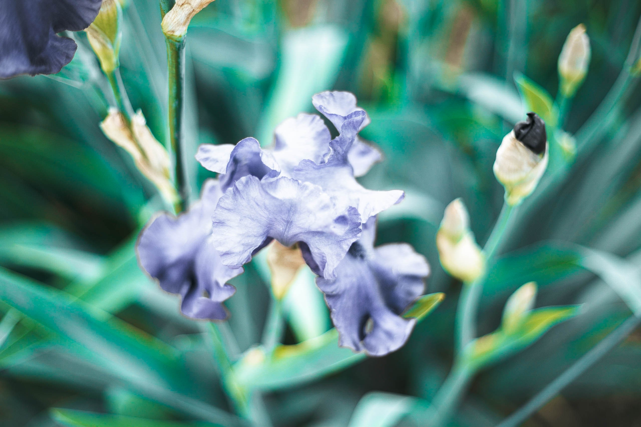 Nature. Street photographer Ksenya Loboda