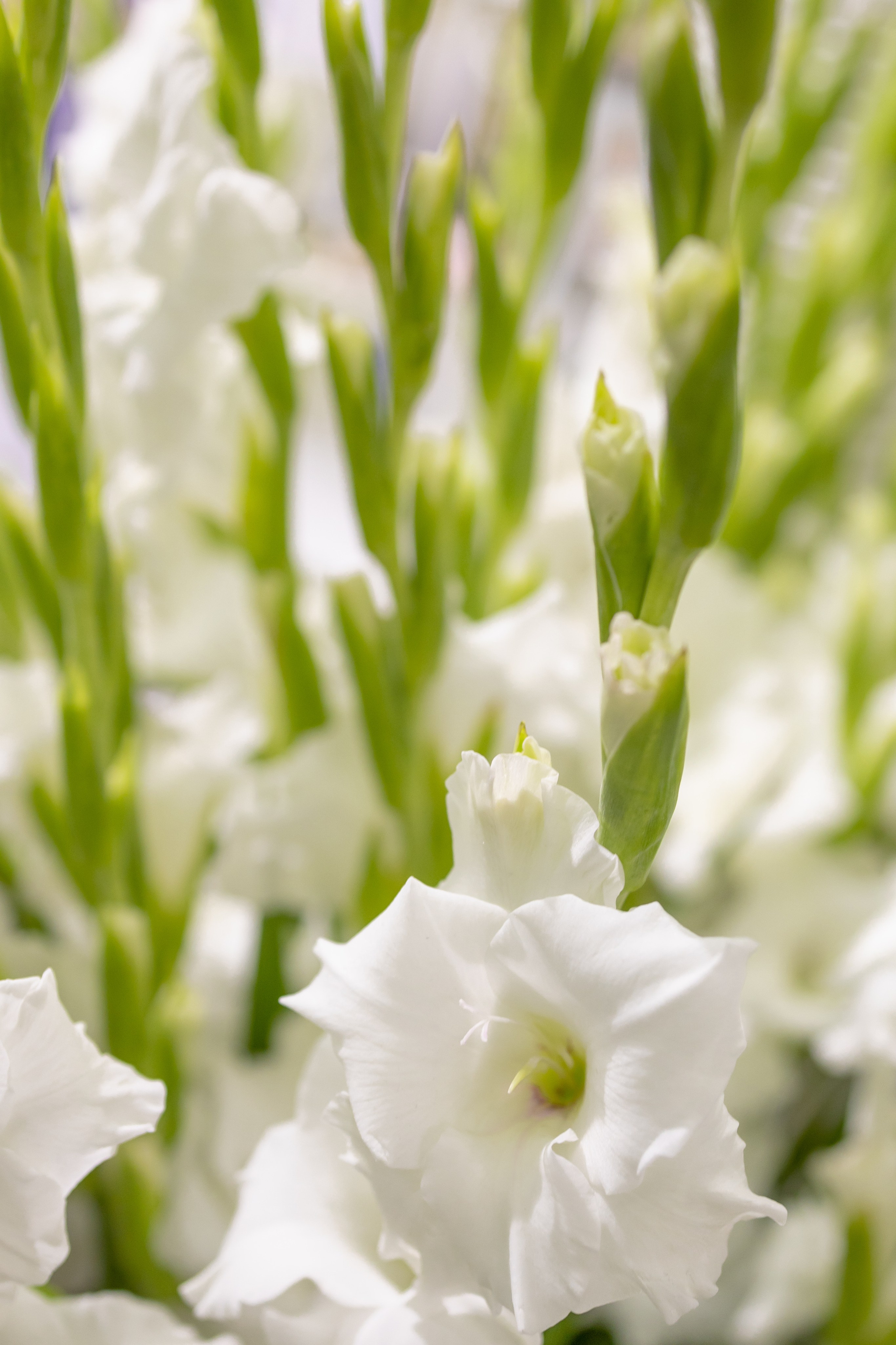 Цветы-Экспо 2025. Фотосессии и репортаж — Фотограф в Москве — Рина Серёгина