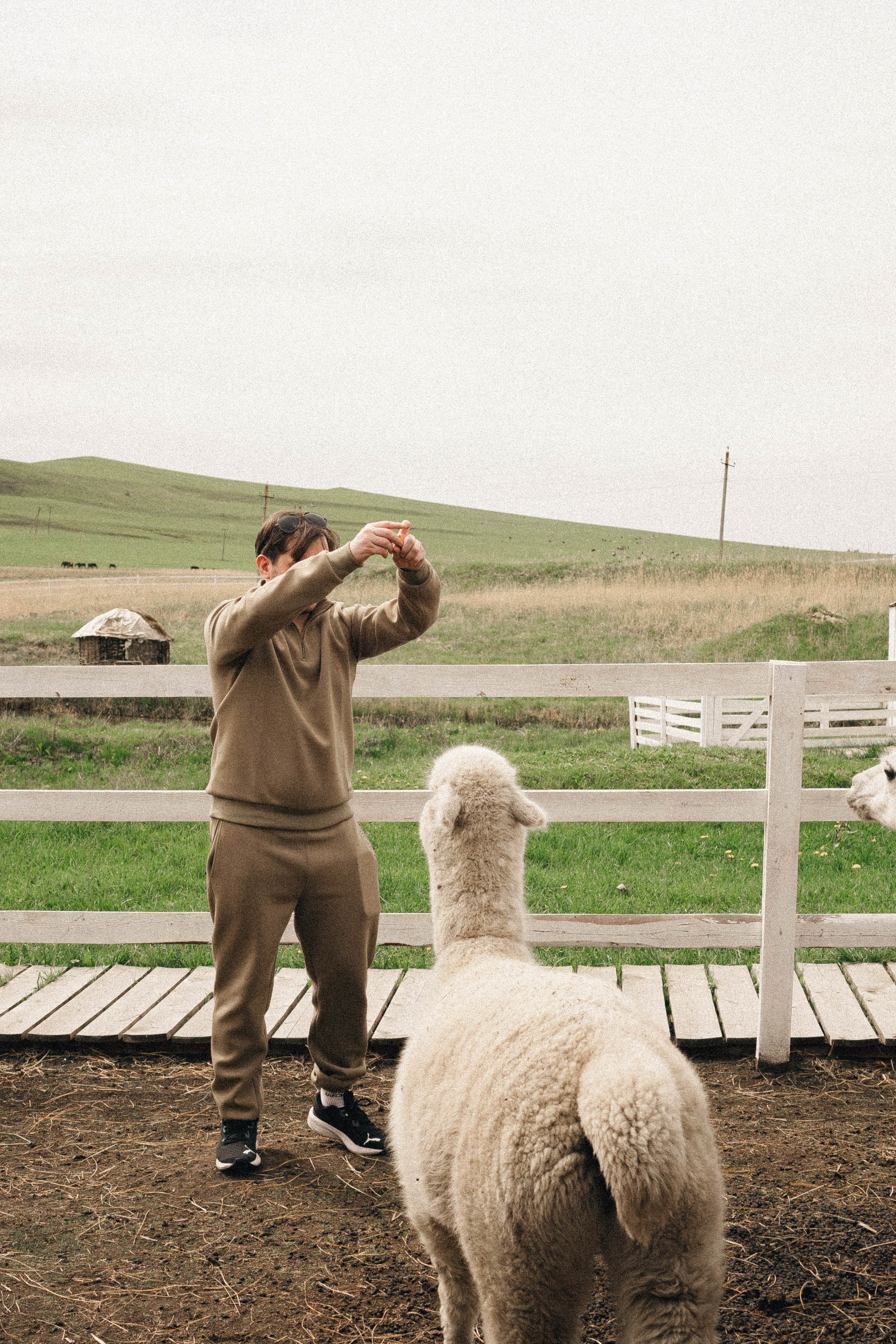 Ферма Альпак. Профессиональный фотограф, Санкт-Петербург — Виктория Богомолова