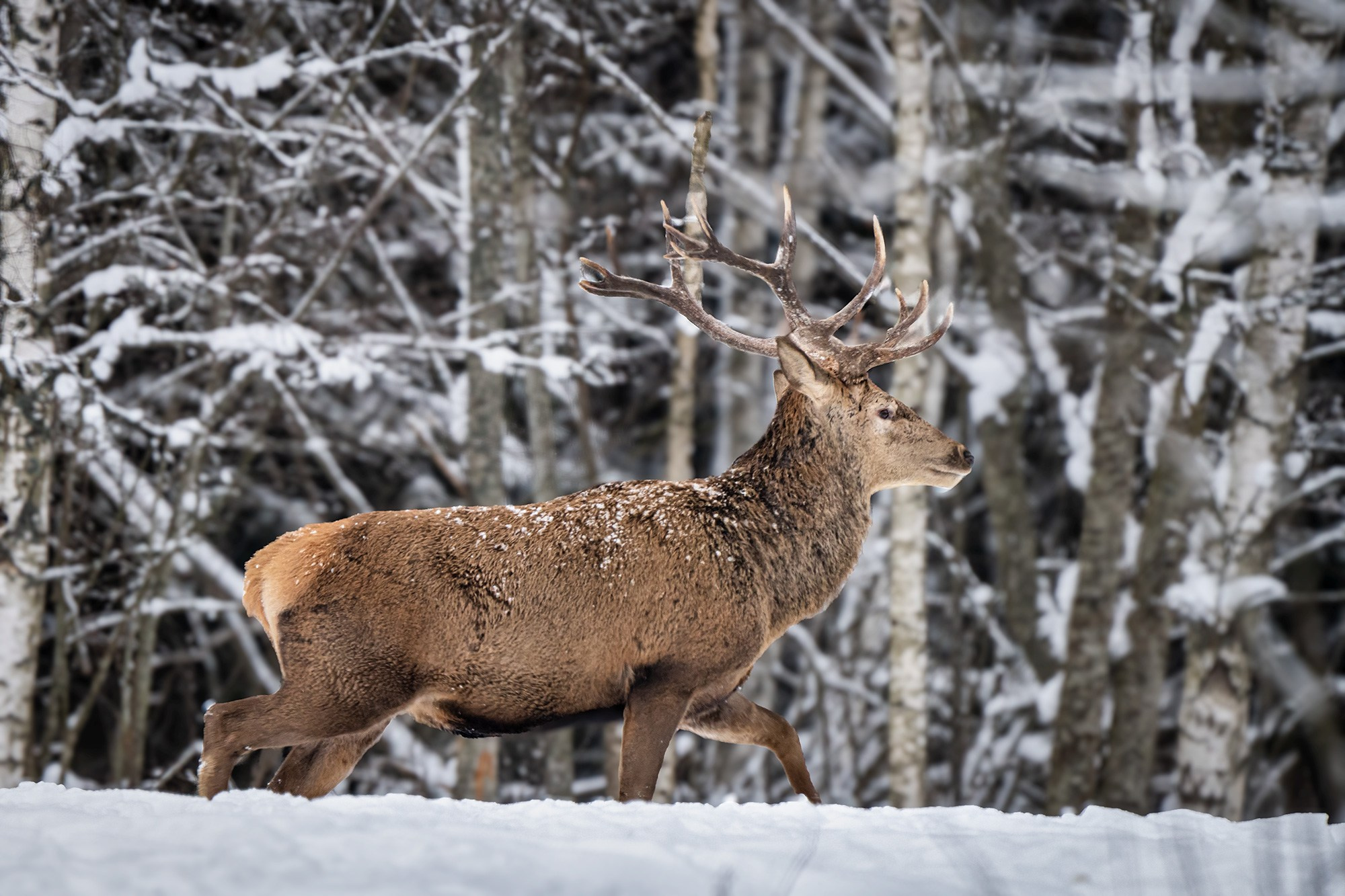 Зимой в Белоруссии. Фотограф Владимир Остапенко
