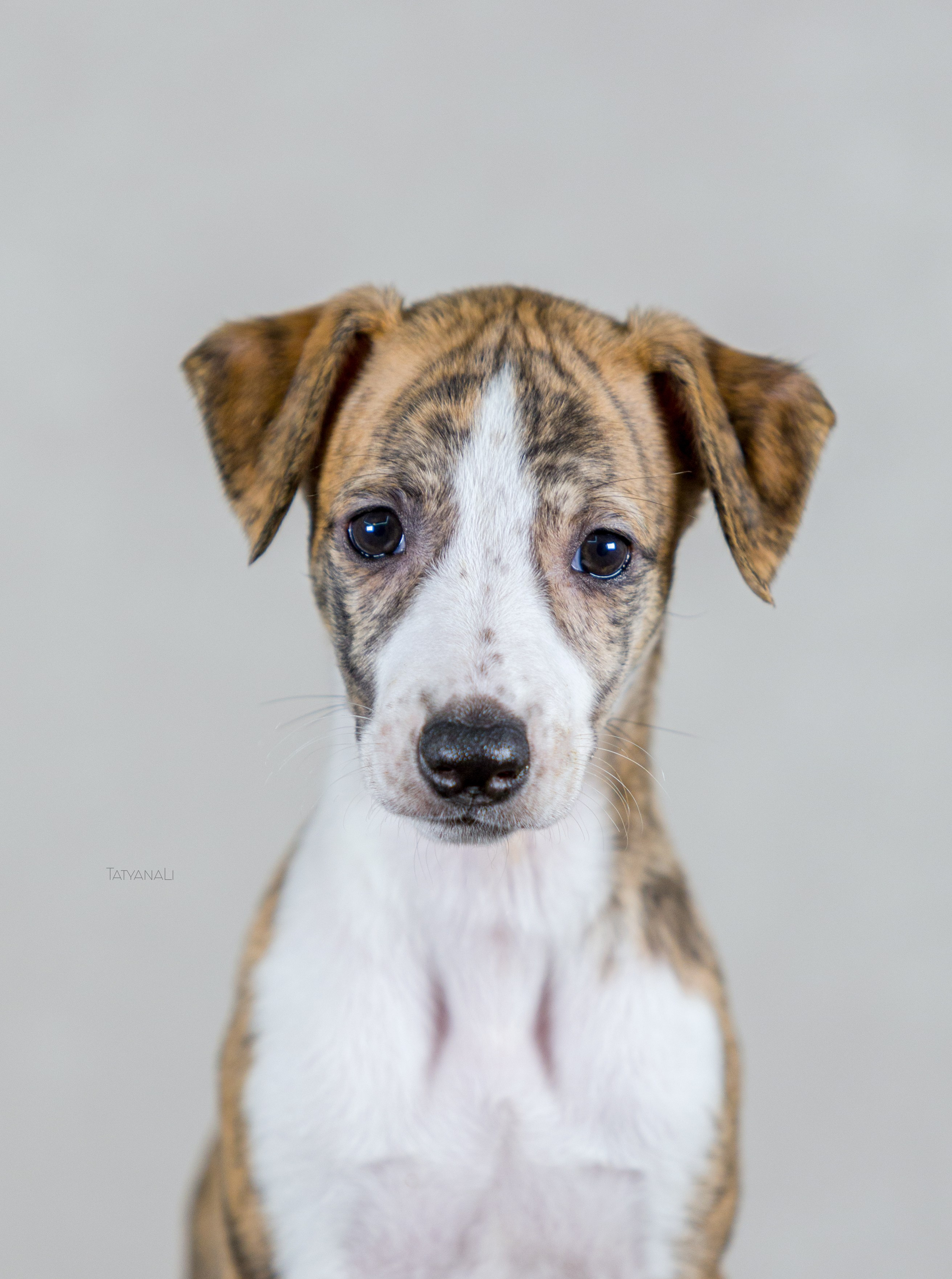 Уиппет. Фотограф — анималист Татьяна Ли