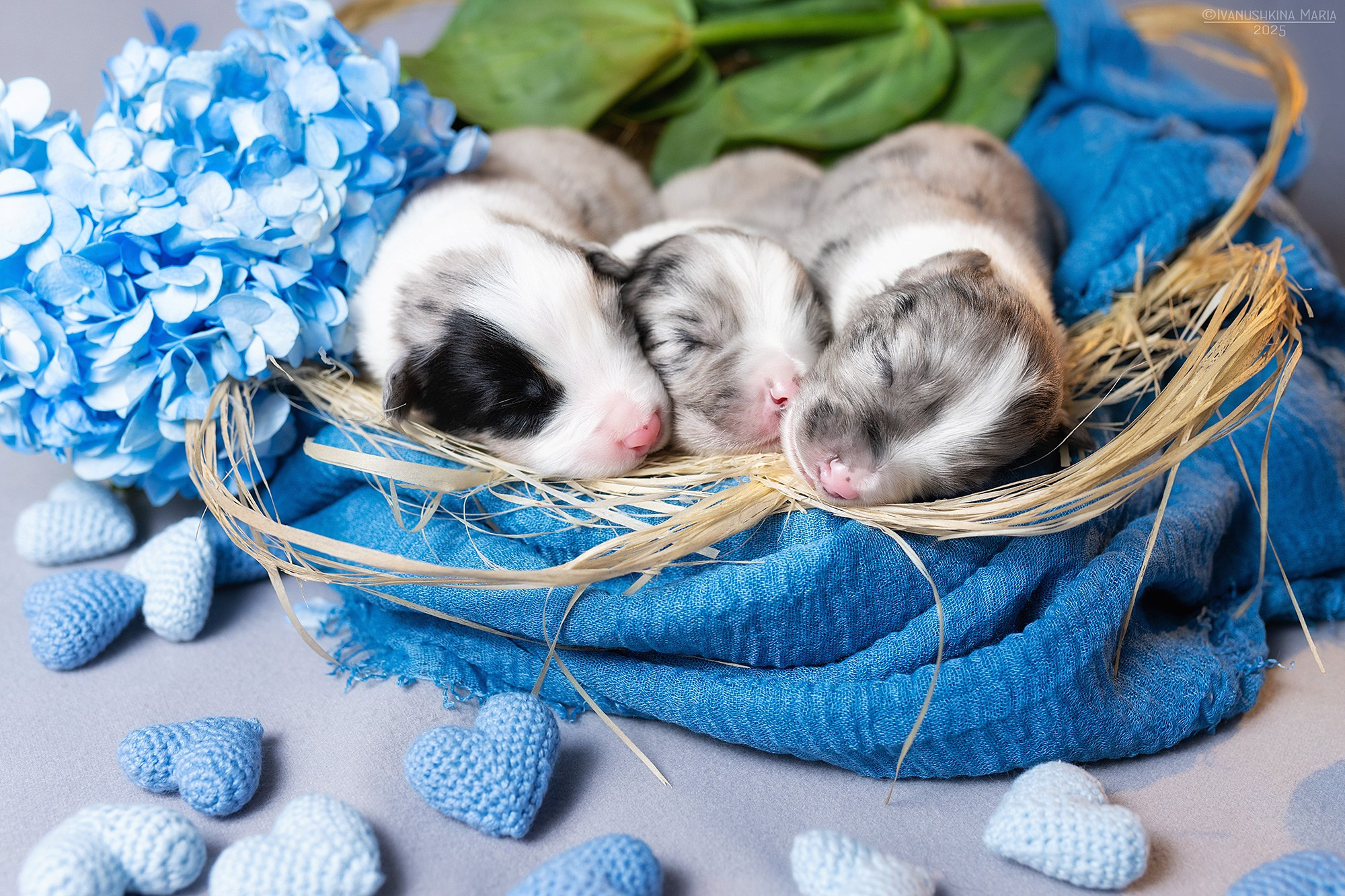 Ньюборн фотосессия щенков. Фотограф собак в Москве и Московской области Иванушкина Мария