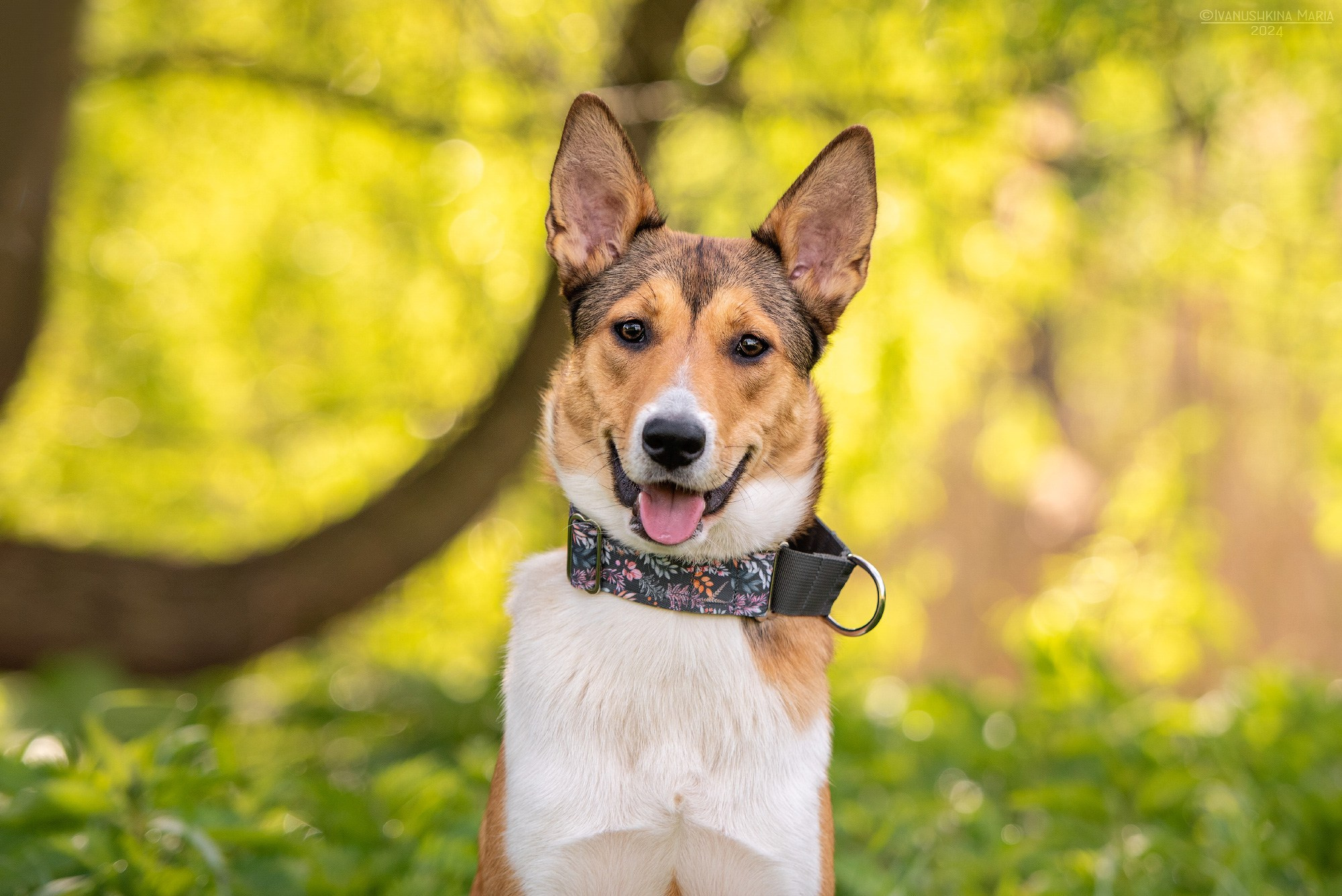 Пиарные фотосессии собак на пристройство. Фотограф собак в Москве и Московской области Иванушкина Мария