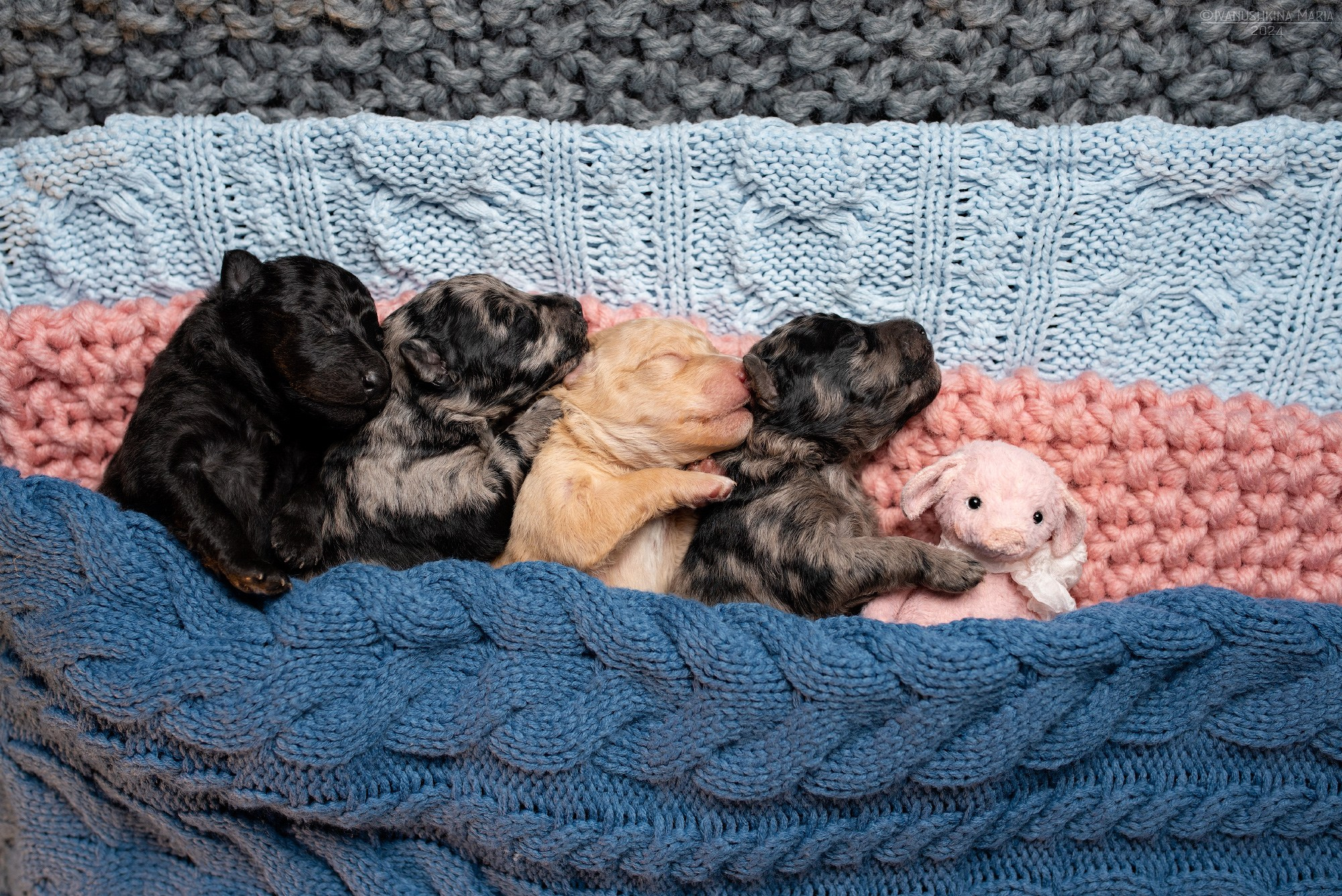 Ньюборн фотосессия щенков. Фотограф собак в Москве и Московской области Иванушкина Мария
