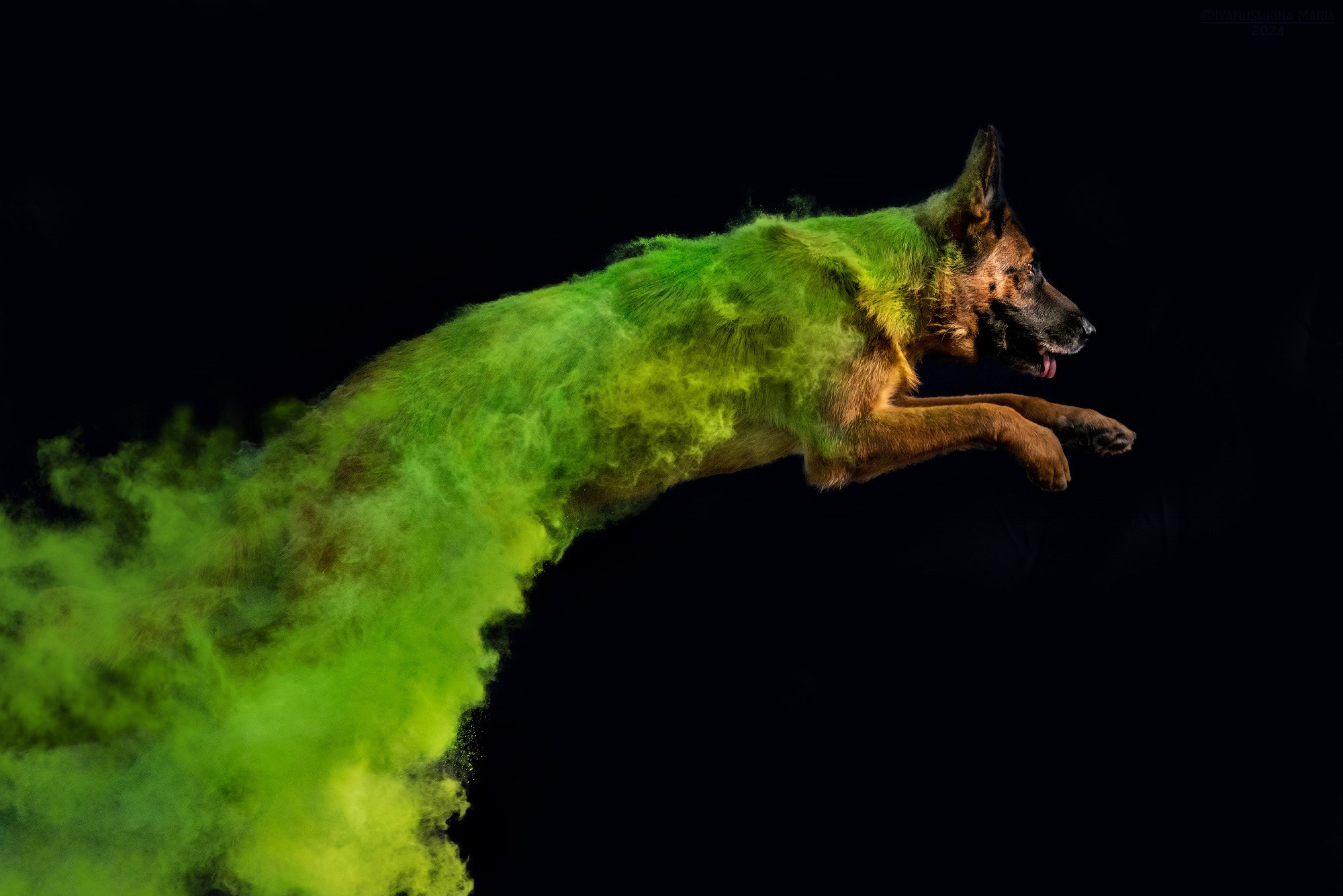 Фотосессия собаки с красками холи. Фотограф собак в Москве и Московской области Иванушкина Мария