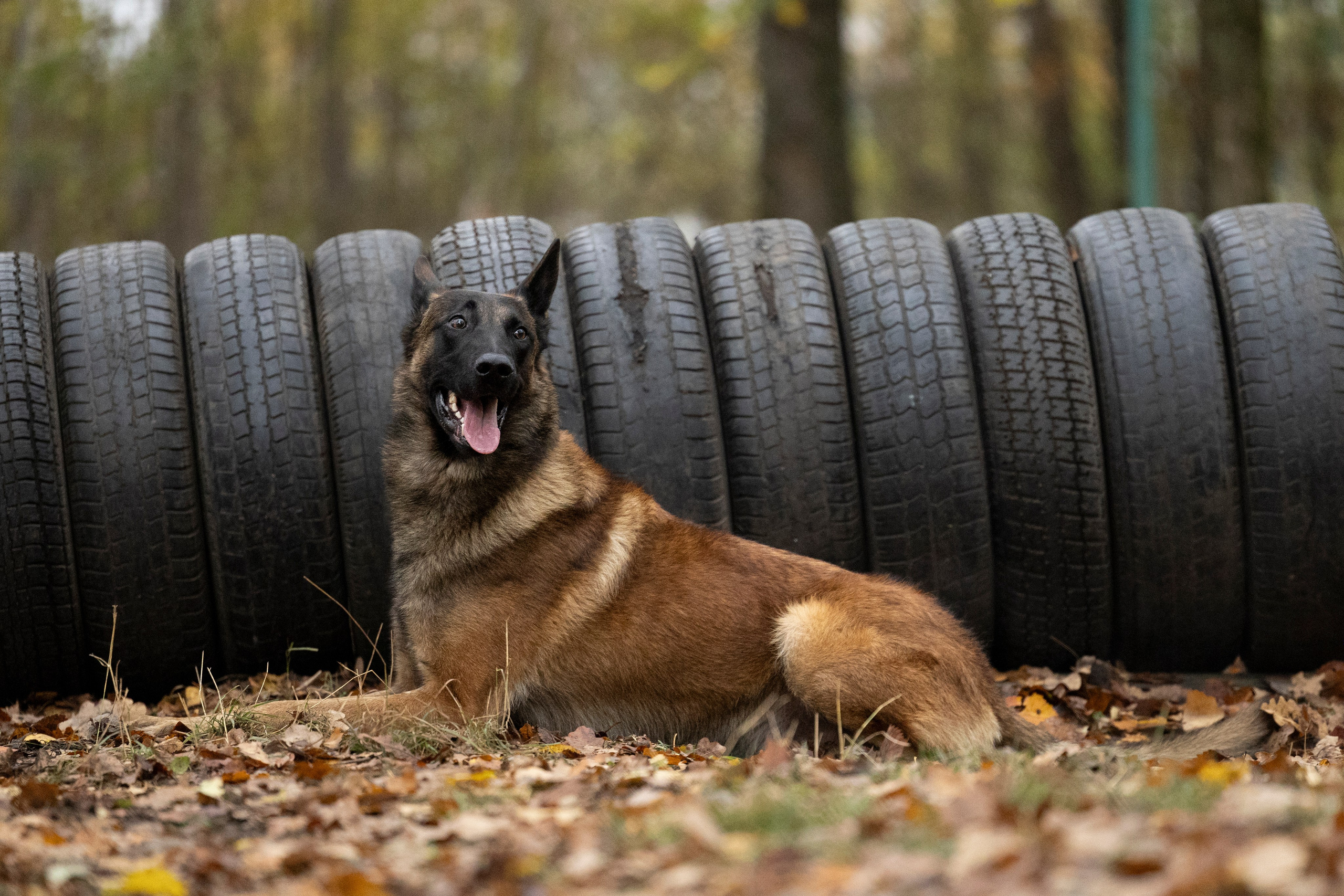 Соревнования по Мондьорингу г. Вологда. Фотограф-анималист Анна Маринич
