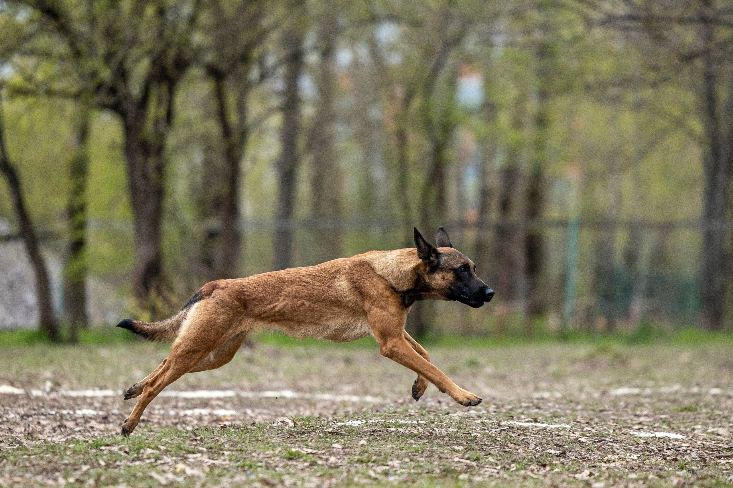 Квалификационные состязания по мондьорингу г. Вологда 11.05.24. Фотограф-анималист Анна Маринич