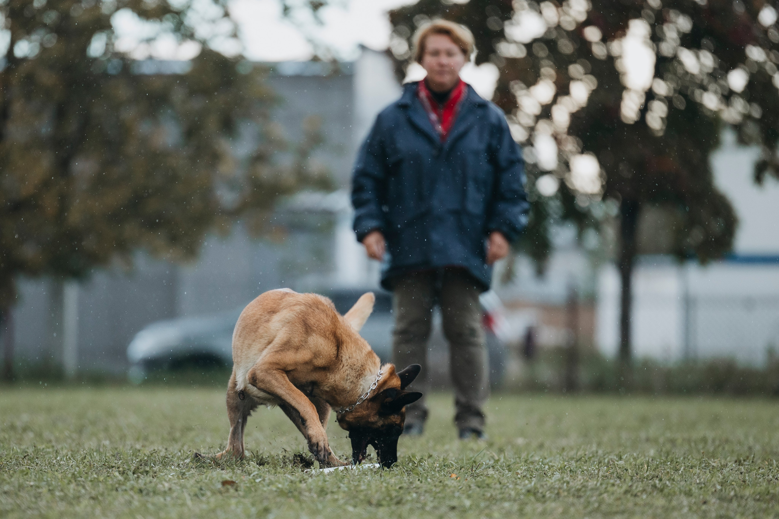 Испытания по мондьорингу г. Пушкин 29.09.2024. Фотограф-анималист Анна Маринич