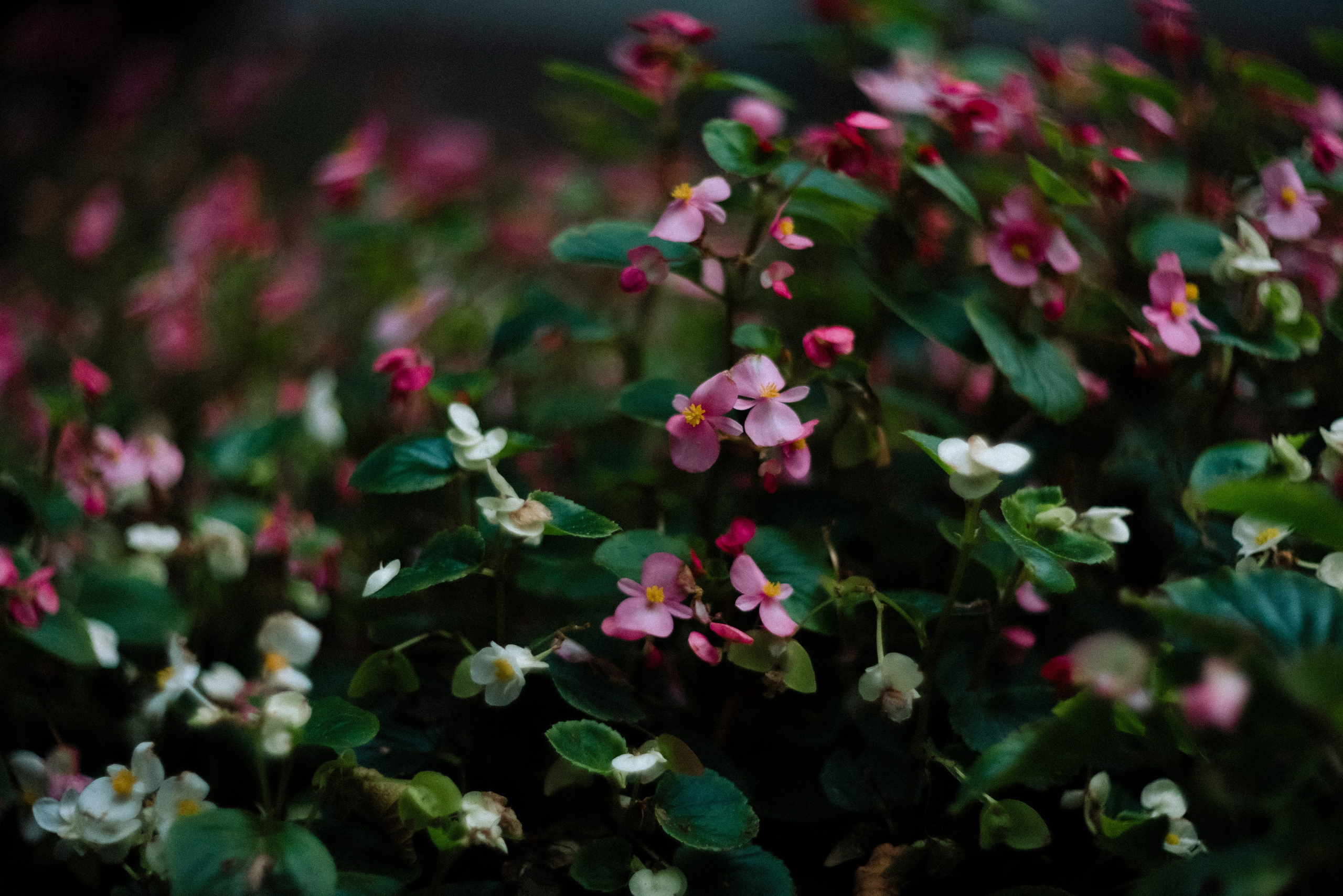 Autumn. Свадебный фотограф Санкт-Петербург DanyaPhotoart