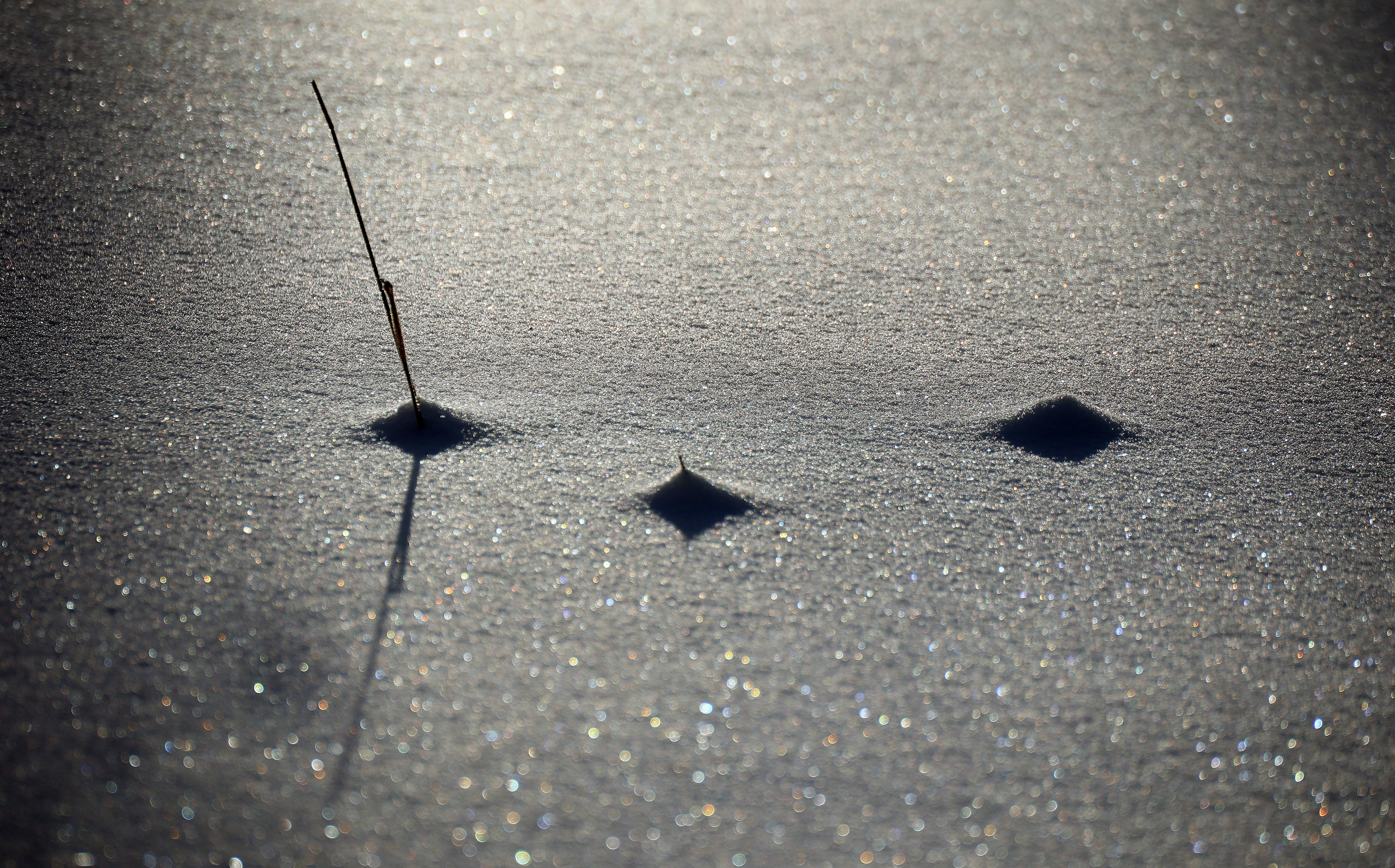 Landscapes. Atmospheric landscapes, horses, butterfies. Alexander Kozhukhov