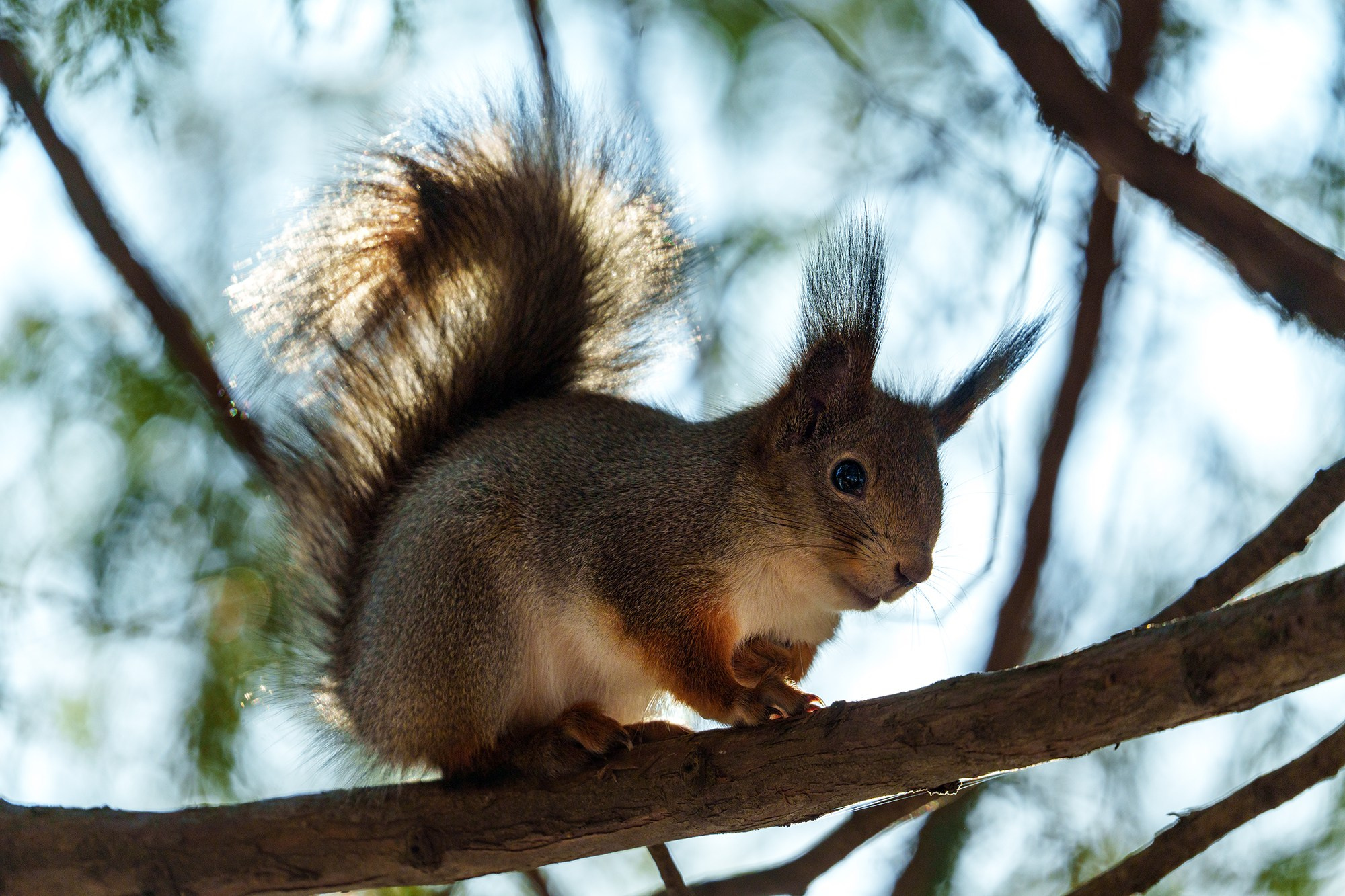 Животные. Ваш личный фотограф Марина Волкова