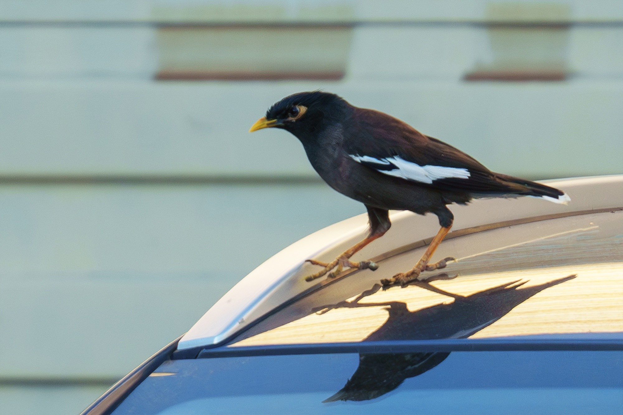 Удивительные мир птиц. Вокруг нас столько прекрасного — присмотритесь!. Ваш личный фотограф Марина Волкова