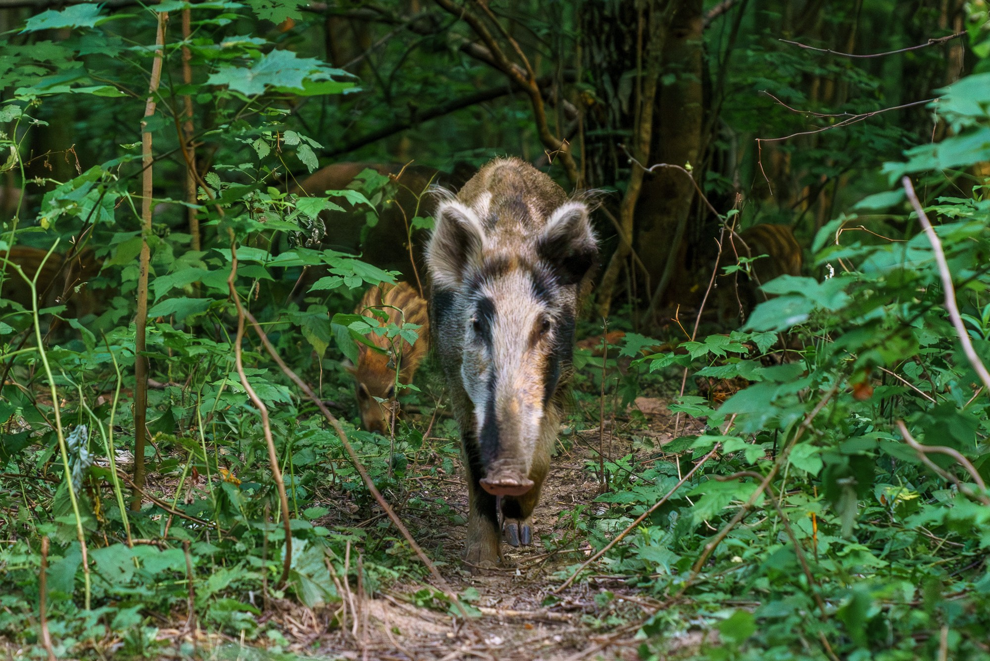 Животные. Ваш личный фотограф Марина Волкова
