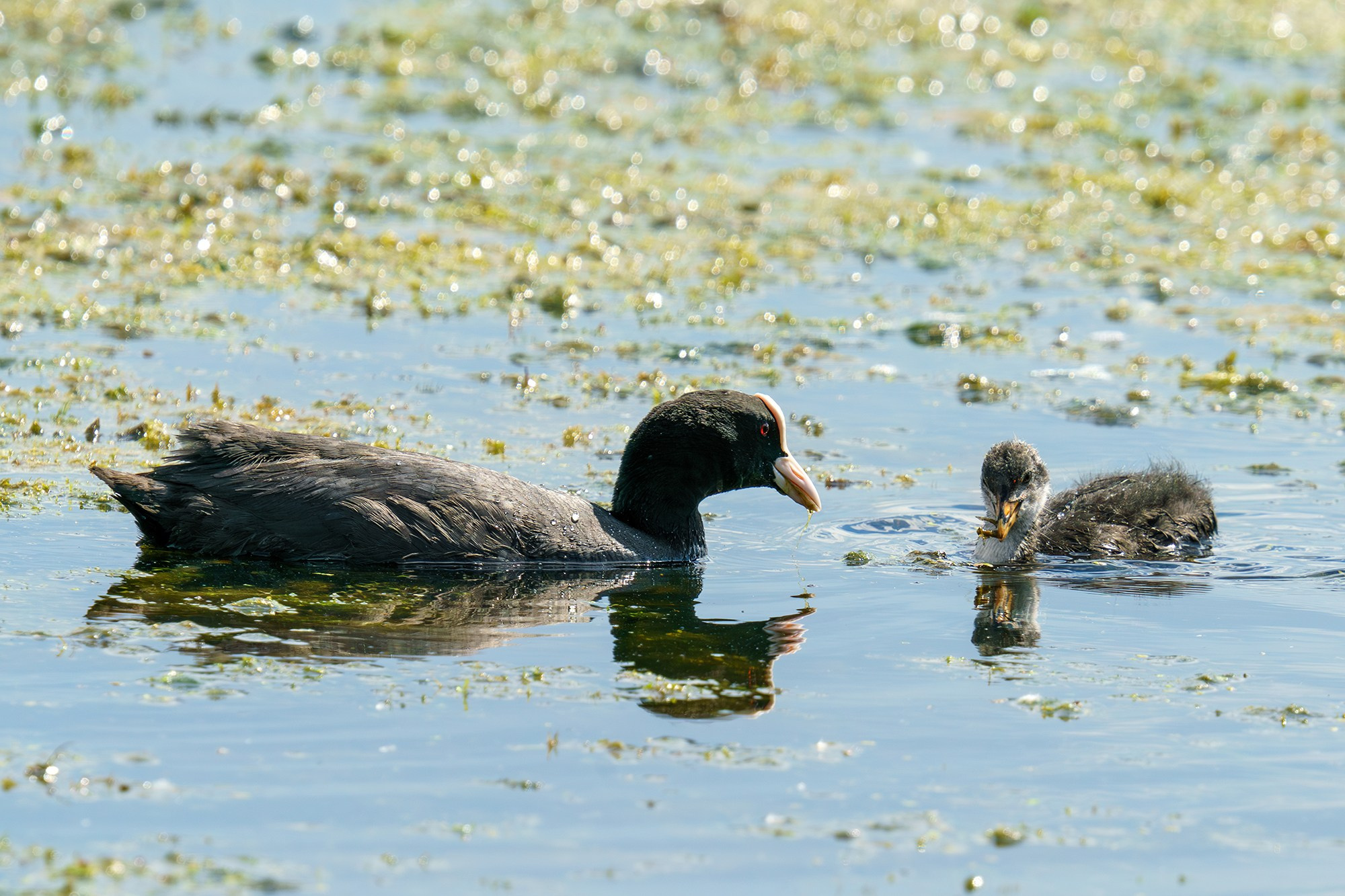 Удивительные мир птиц. Вокруг нас столько прекрасного — присмотритесь!. Ваш личный фотограф Марина Волкова