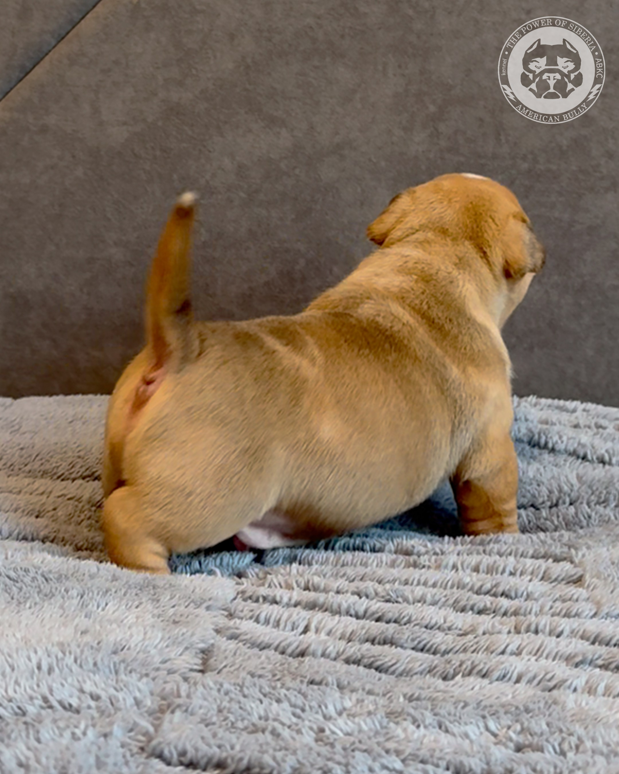 Свободные щенки Американский Булли, в типах покет, классик, стандарт. Американский Булли в г. Ростов-на-Дону. Питомник THE POWER OF SIBERIA