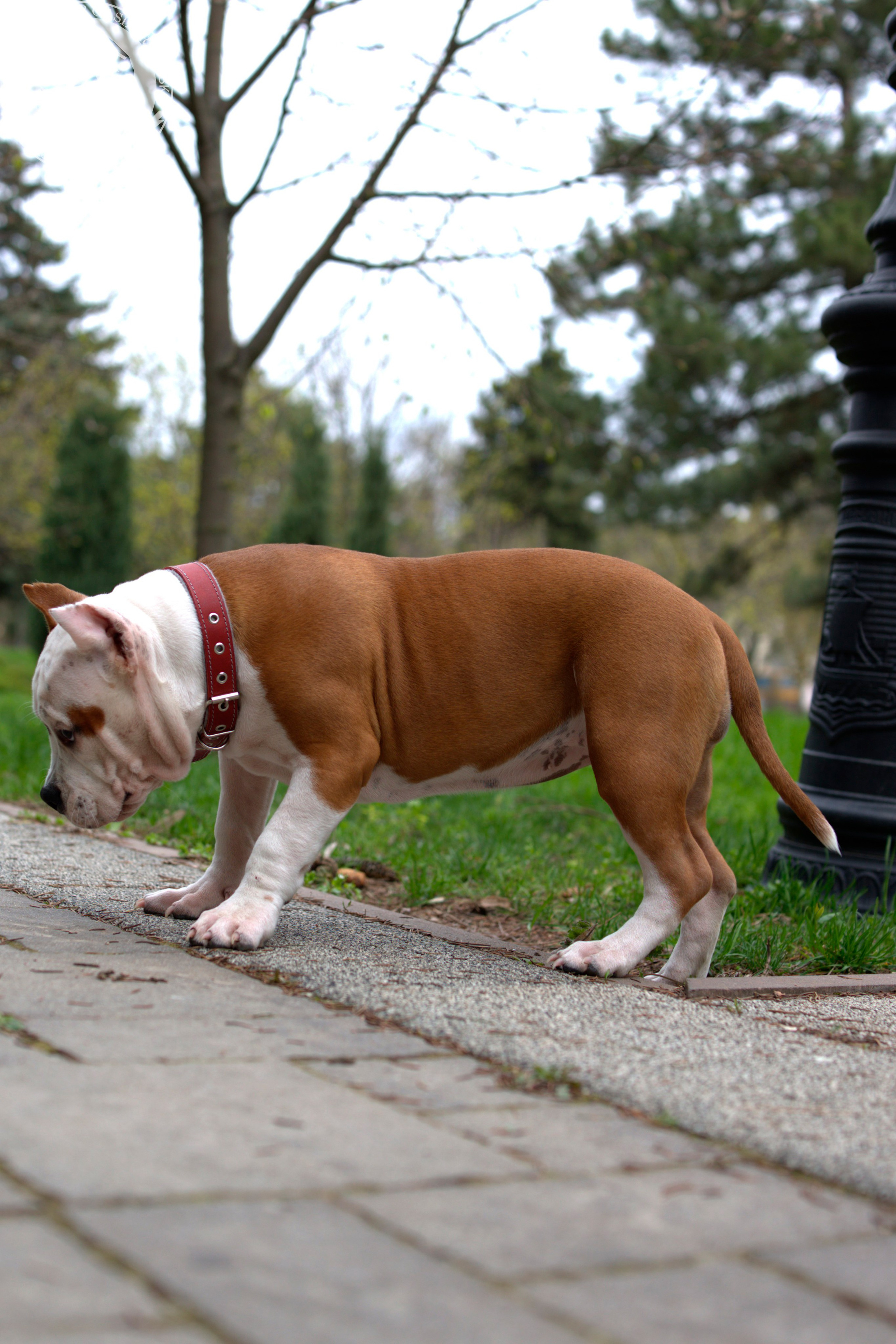 Свободные щенки Американский Булли, в типах покет, классик, стандарт. Американский Булли в г. Ростов-на-Дону. Питомник THE POWER OF SIBERIA