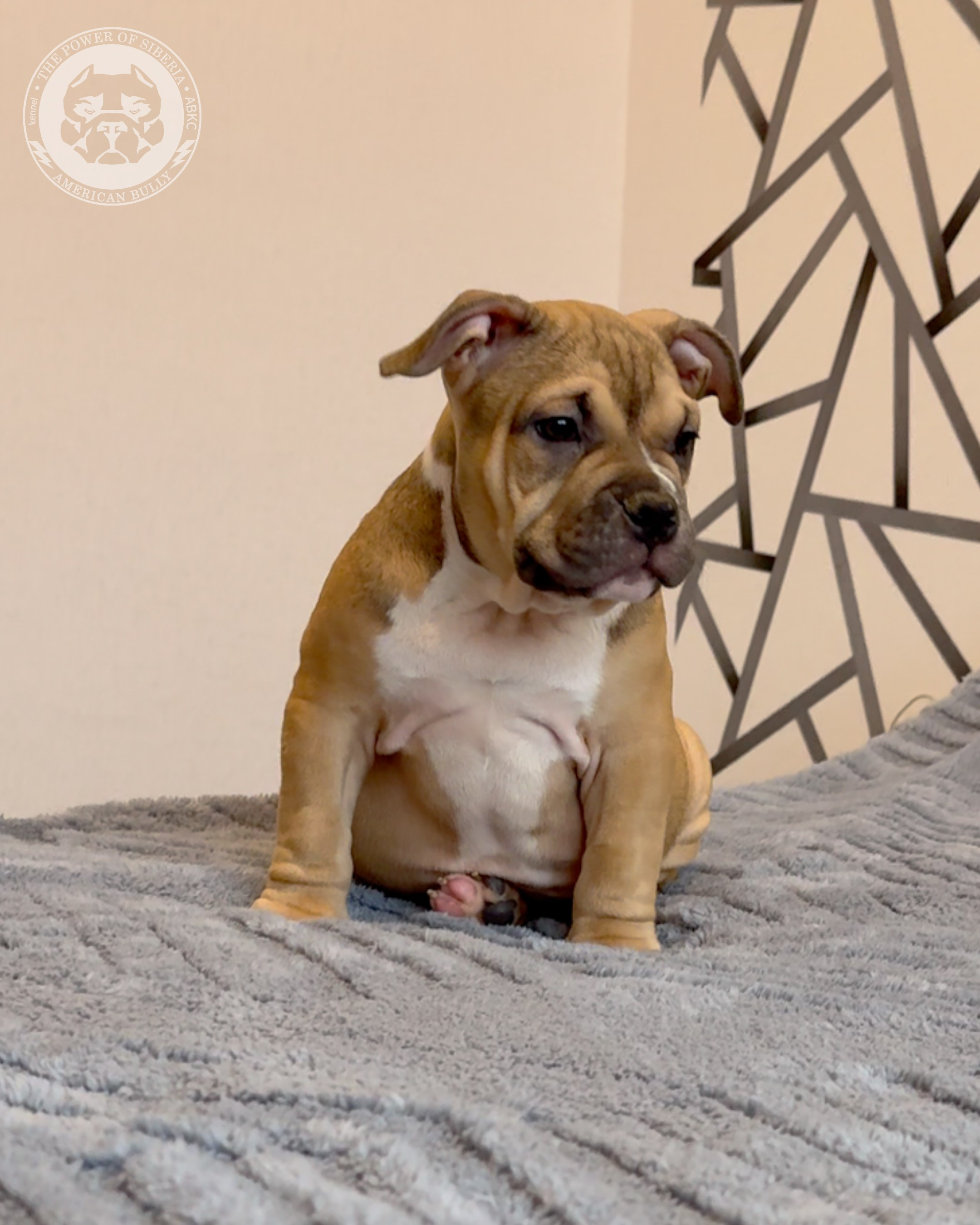 22.11.25 Тагира-Каспер. Американский Булли в г. Ростов-на-Дону. Питомник THE POWER OF SIBERIA