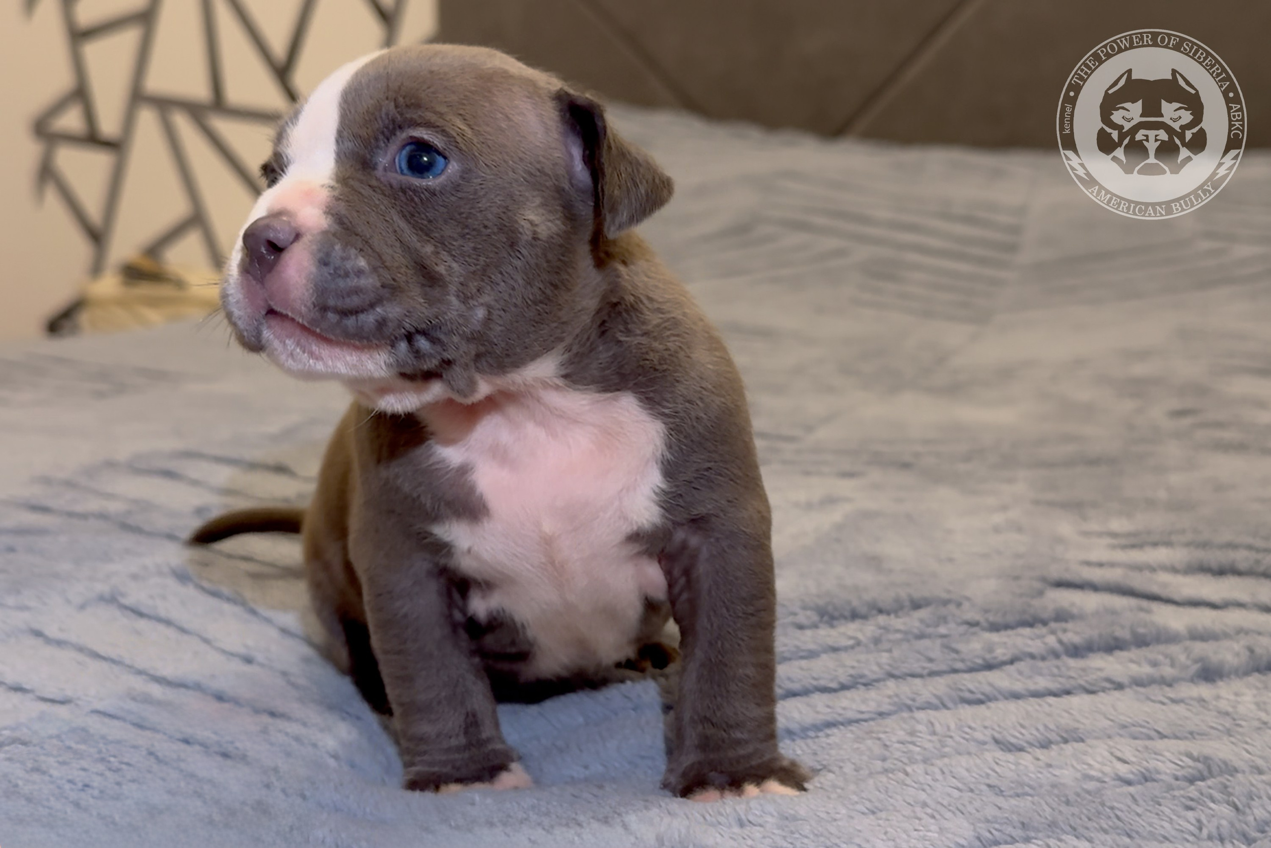 Свободные щенки Американский Булли стандарт и Свободные щенки Американский Булли классик. Американский Булли в г. Ростов-на-Дону. Питомник THE POWER OF SIBERIA