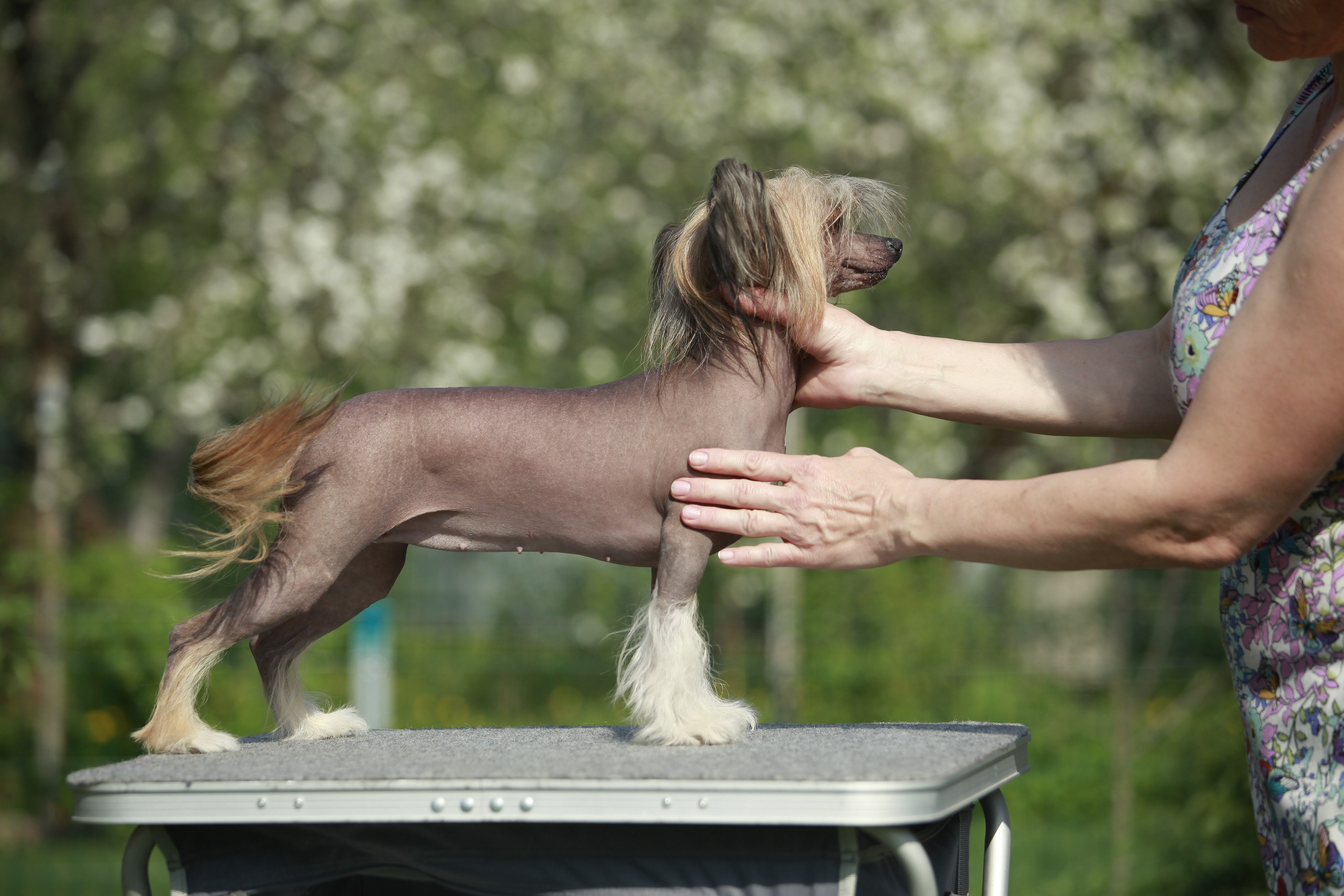 Фотосессия в Show Galaktika. Питомник китайских хохлатых собак Poale Ell: купить щенка в питомнике