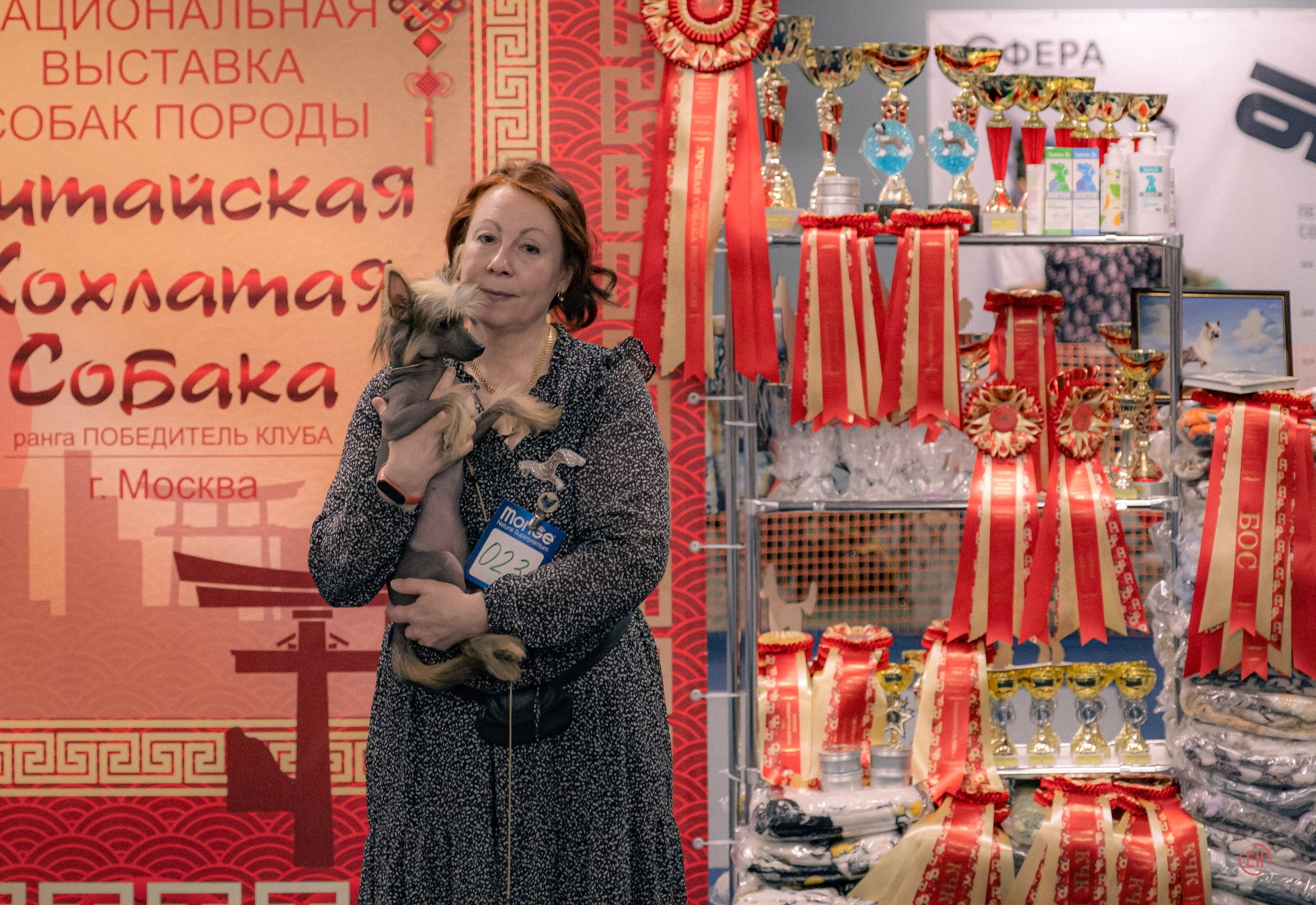 Национальная выставка китайских хохлатых собак 2023. Питомник китайских хохлатых собак Poale Ell: купить щенка