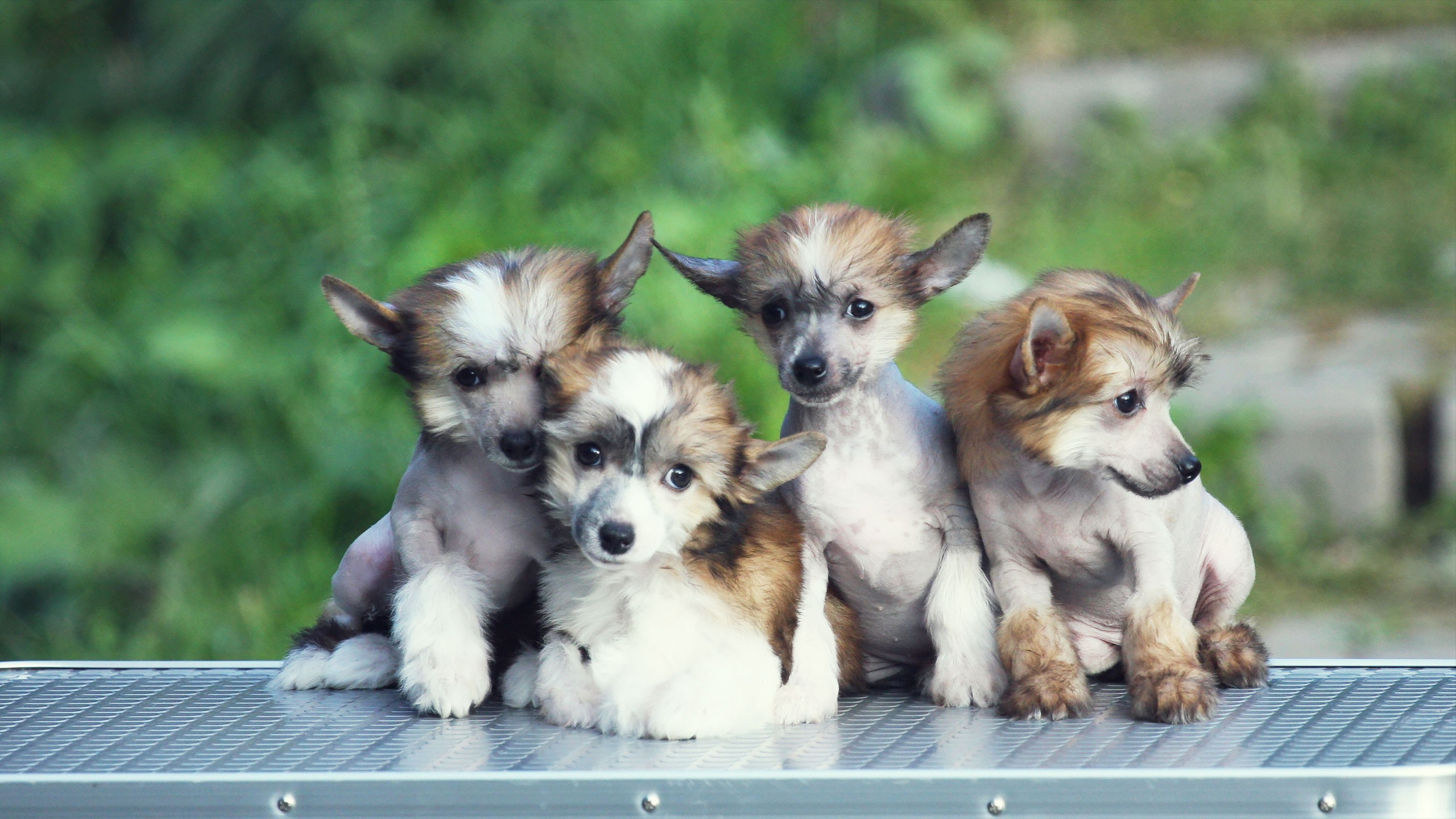 Litter C. Chinese Crested Dog Kennel Poale Ell