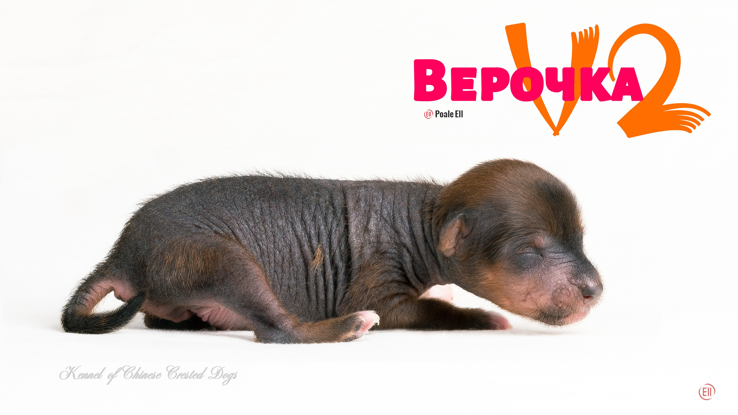 Litter V. We were born!. Poale Ell Chinese Crested Dog Kennel: Buy a puppy from the kennel