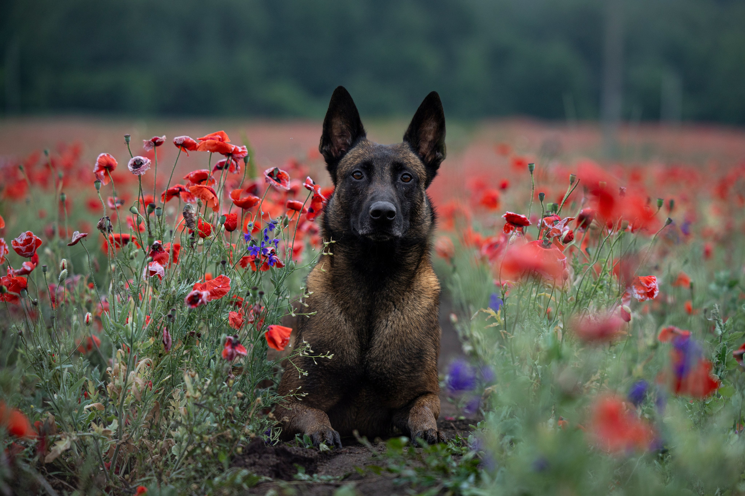 Маковое поле. Фотограф-анималист Анна Маринич