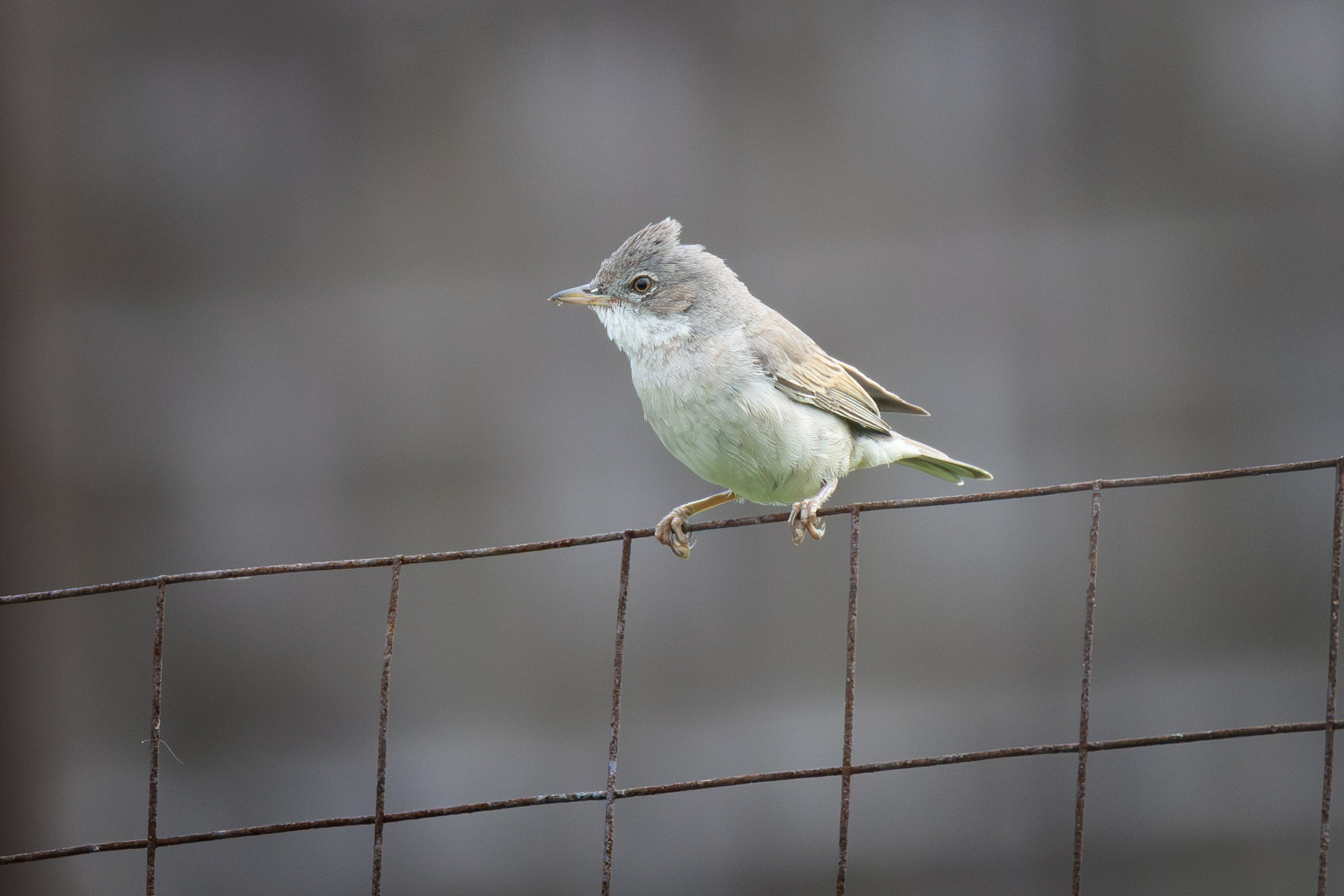 Птицы СНТ «Подлесье». Птицы парков г. Люберцы