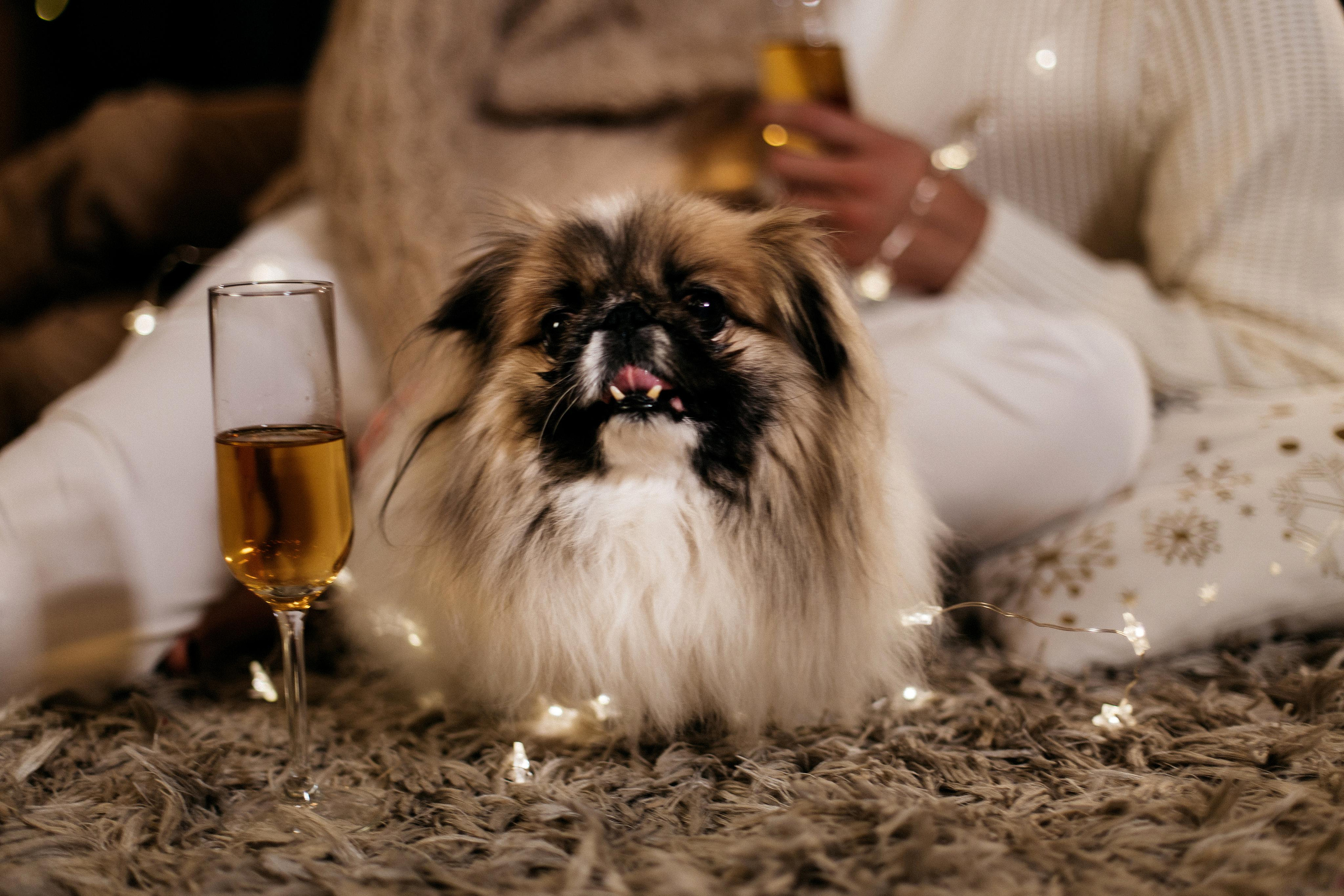 Новый год в студии. Фотограф в Санкт-Петербурге Закута Ольга