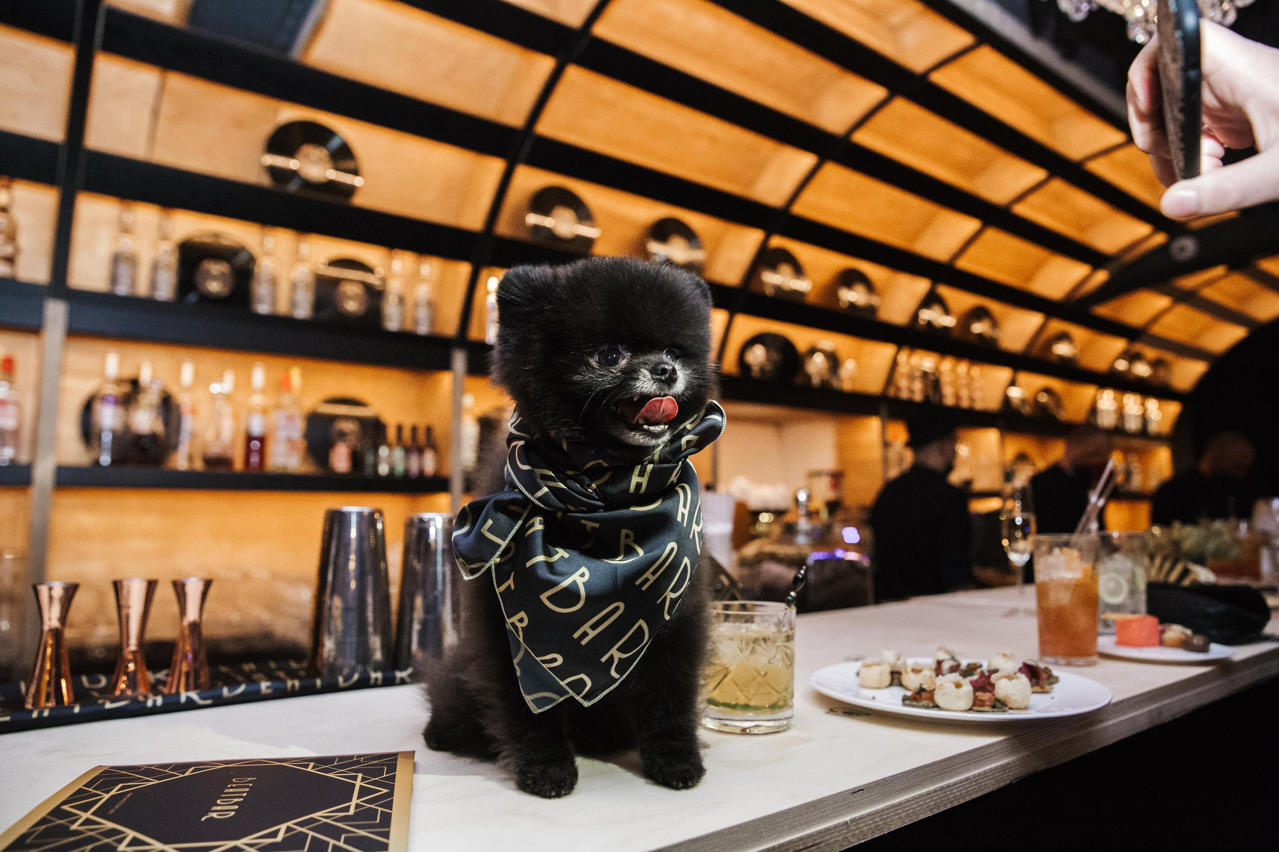 Открытие бара. Фотограф в Санкт-Петербурге Закута Ольга