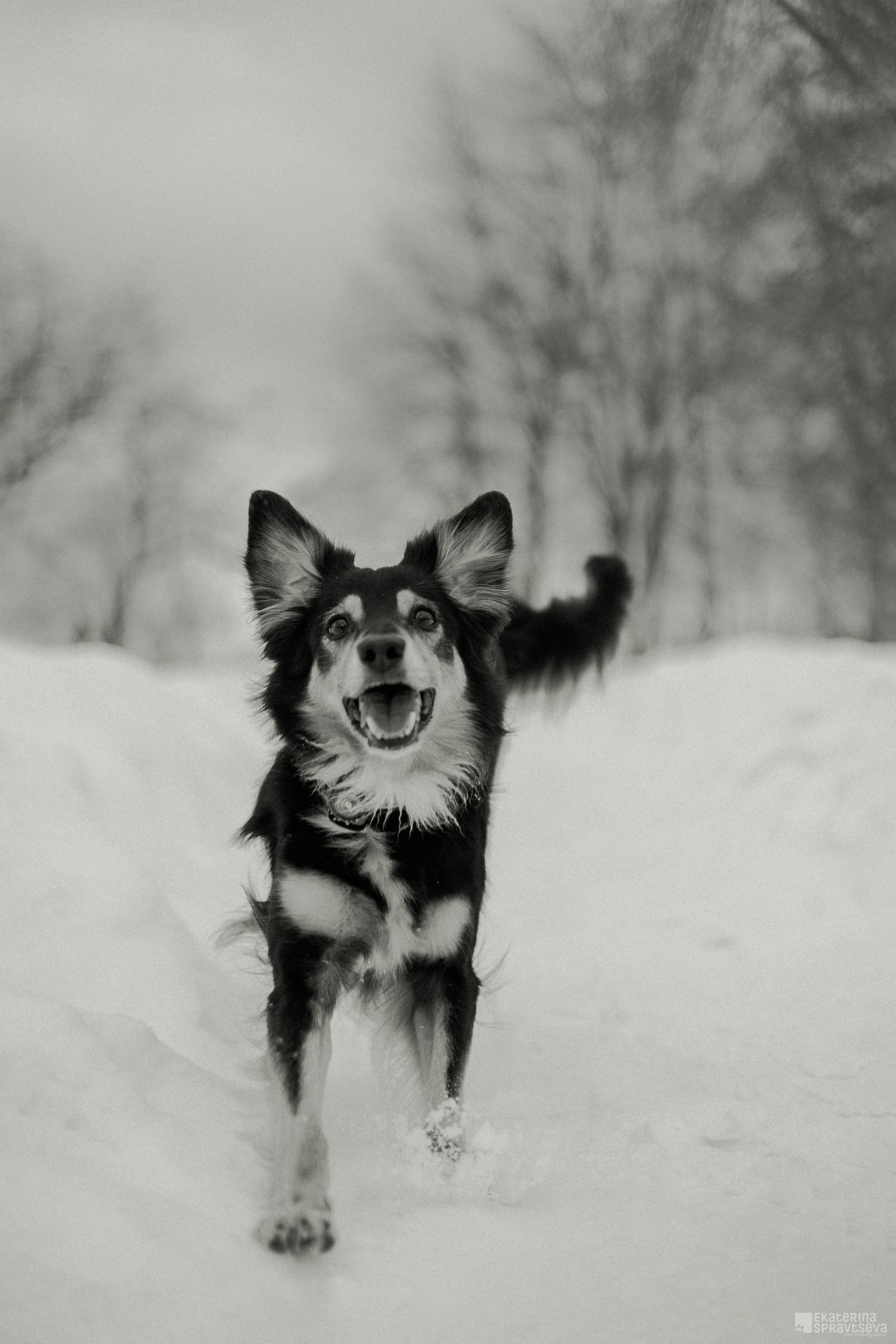 Алла и Кобра. Фотограф Анималист Екатерина Справцева в Нижнем Новгороде
