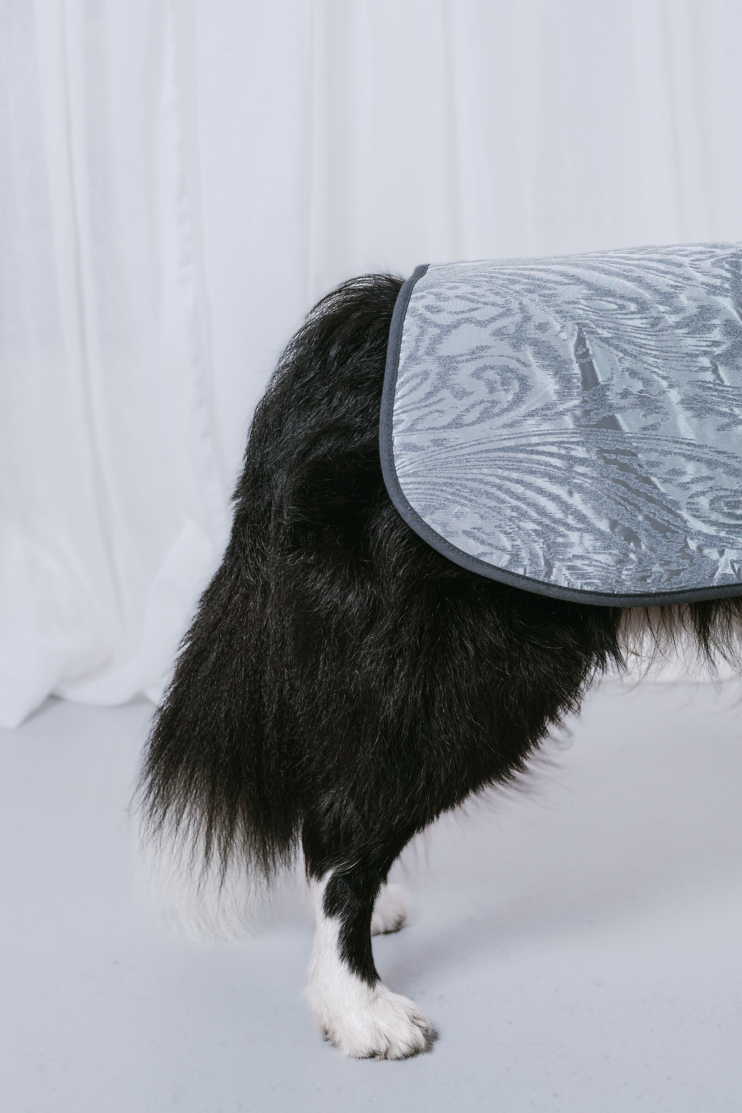 Съемка для бренда TEDDYBOY. Фотограф-анималист Татьяна Степанова