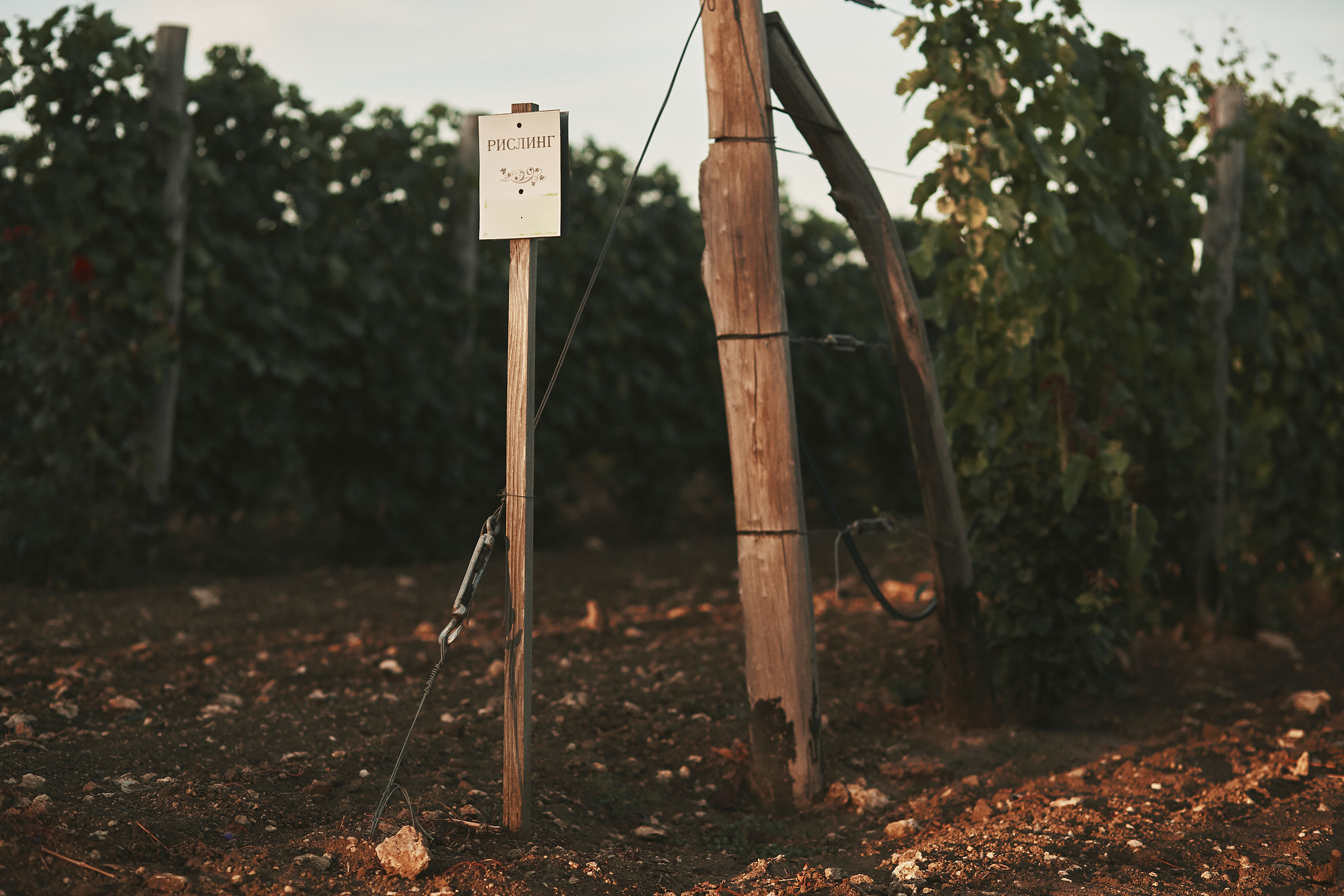 Виноградники Благолюбова. Свадебный и семейный фотограф Владимир Карамышев