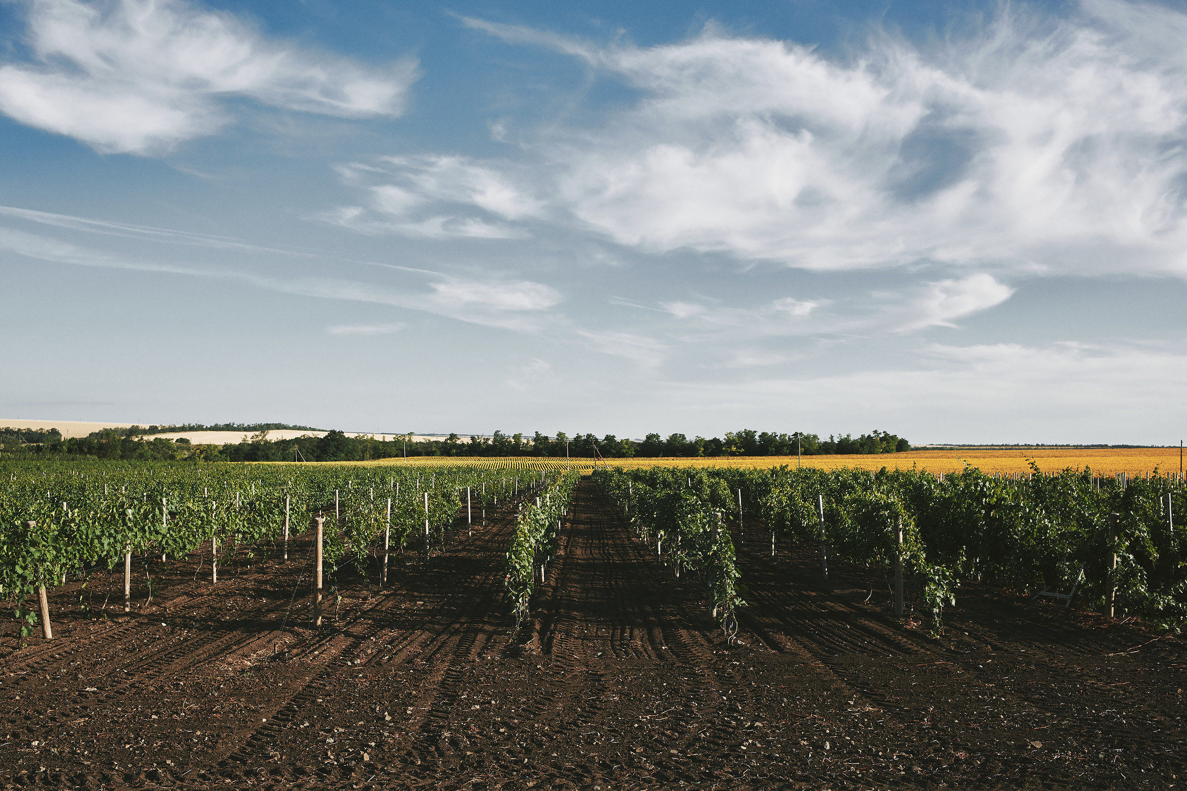 Виноградники Благолюбова. Свадебный и семейный фотограф Владимир Карамышев