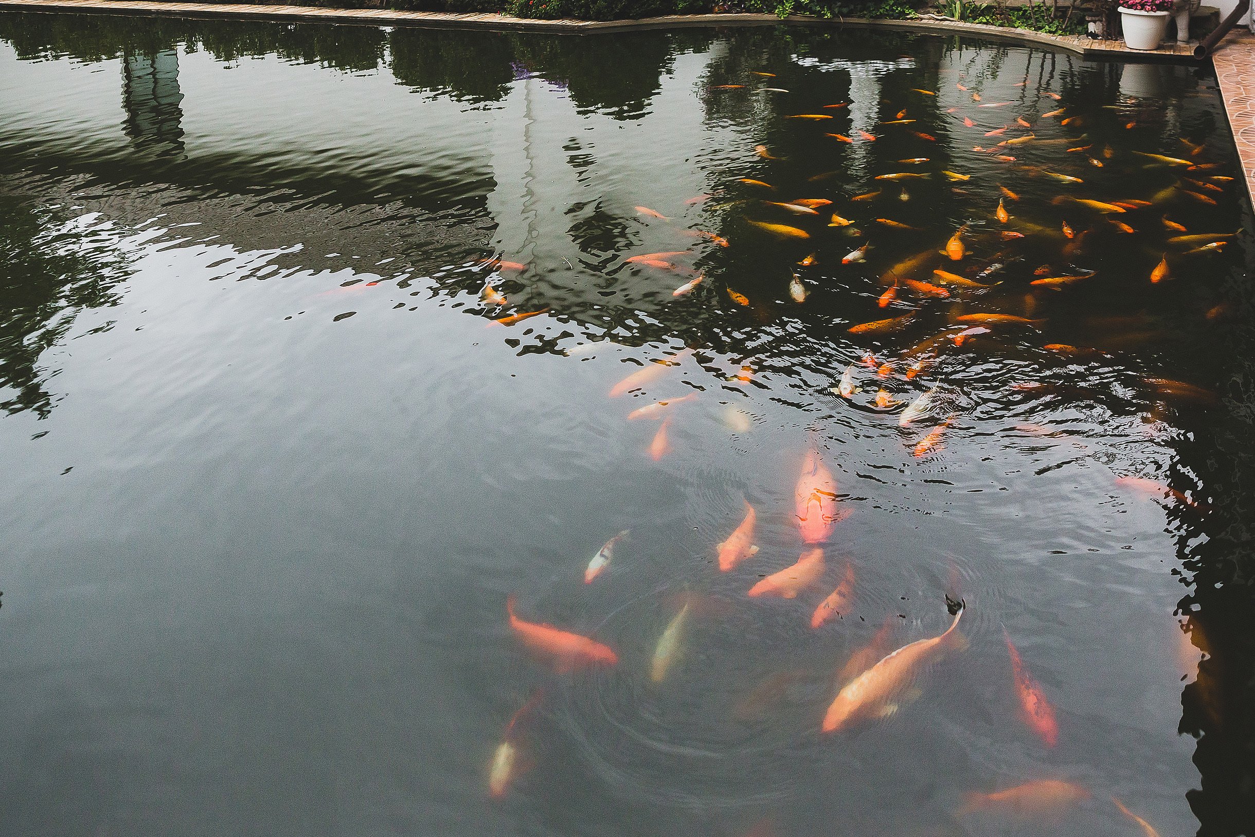 Шаген и Лина. Свадебный и семейный фотограф Владимир Карамышев