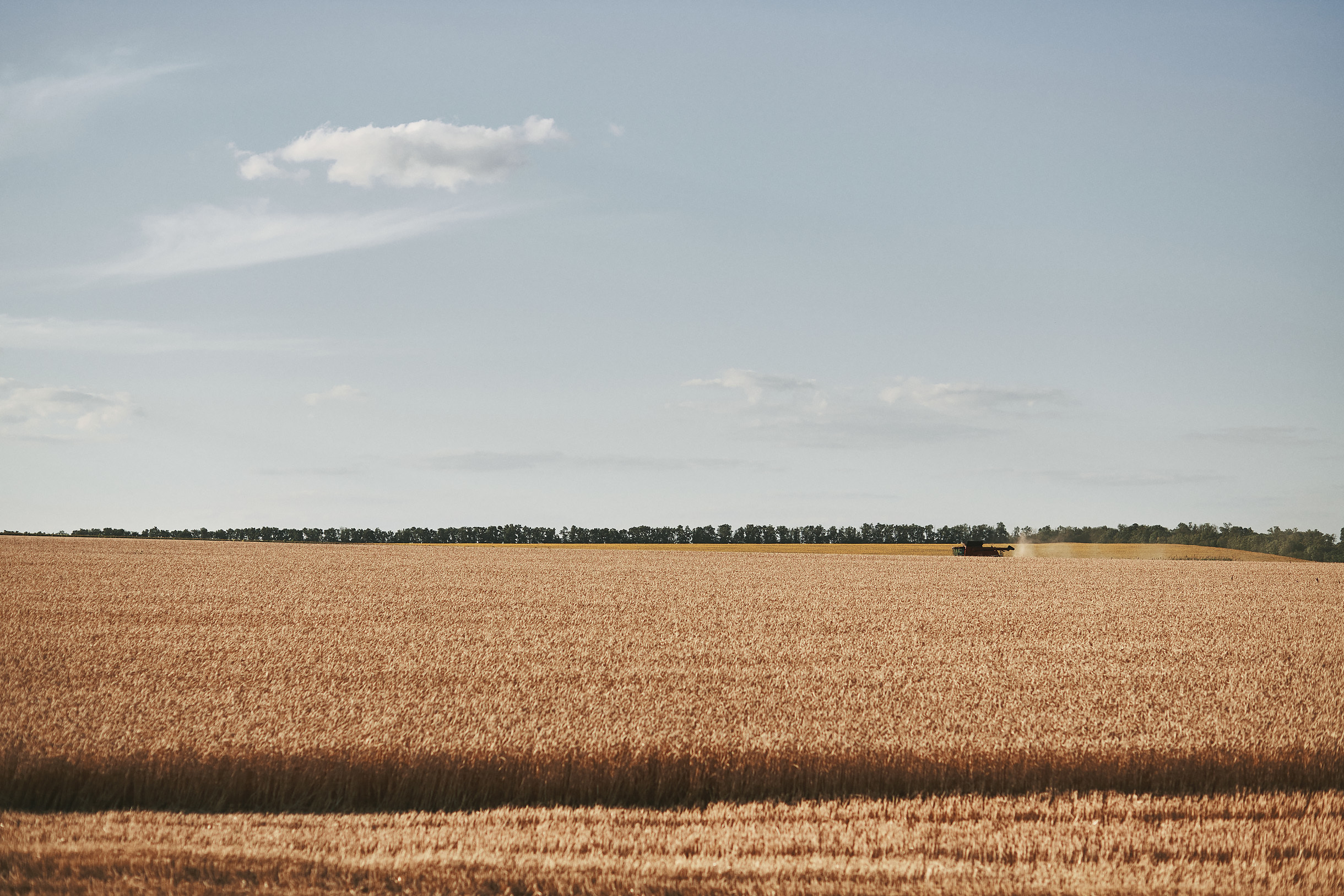 Виноградники Благолюбова. Свадебный и семейный фотограф Владимир Карамышев