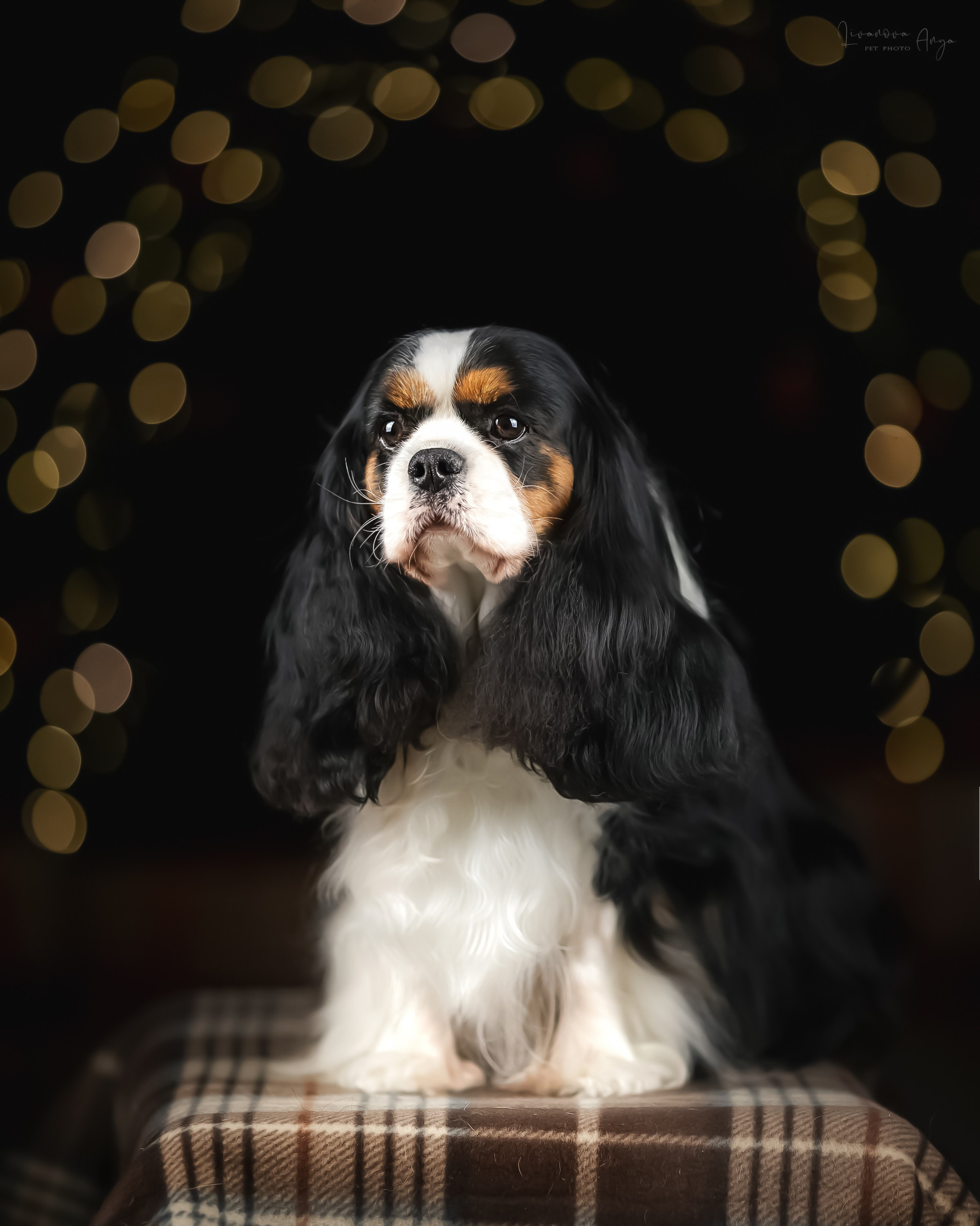 Фотодень_2 2025. Фотограф анималист Аня Ливанова | Рыбинск