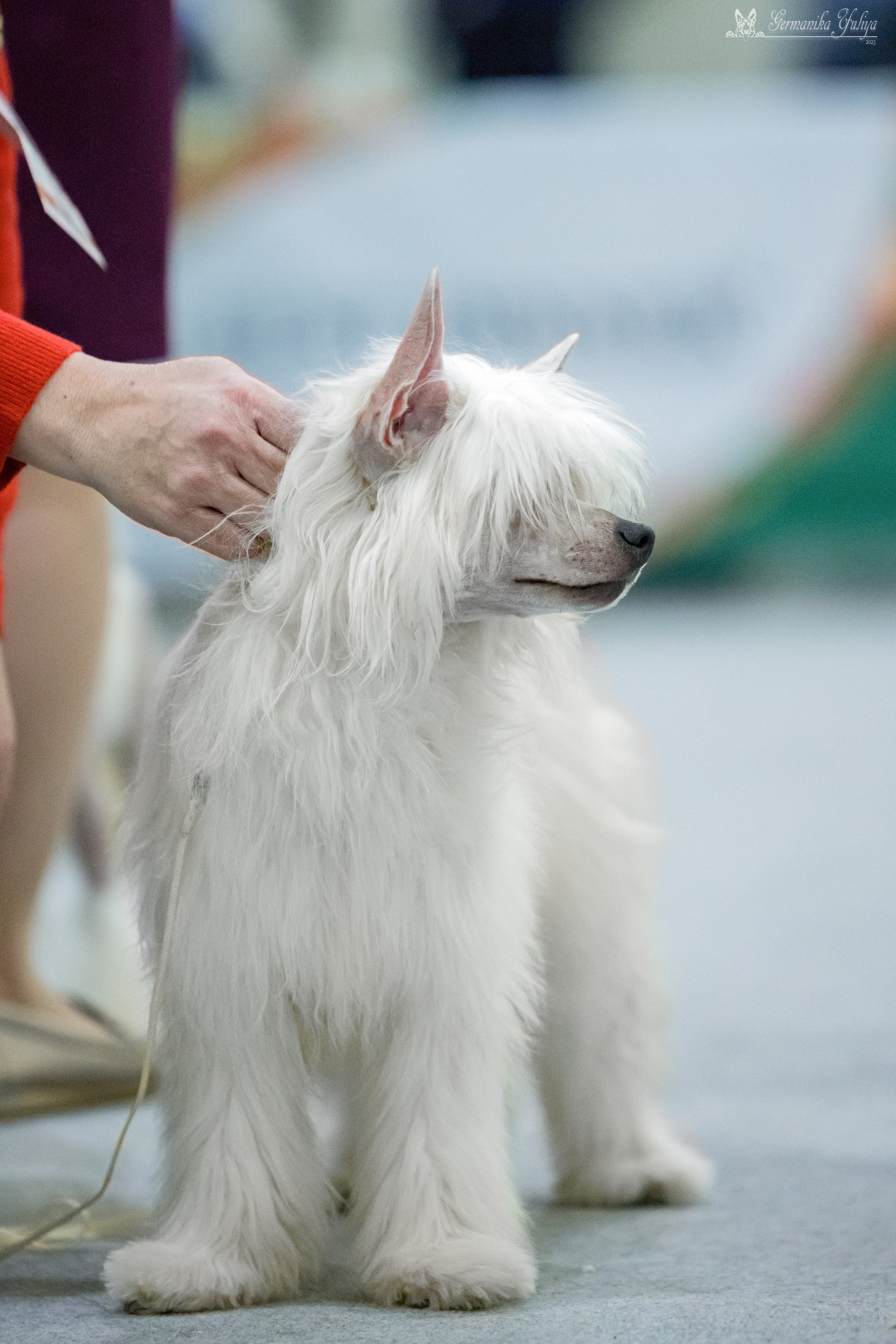 ЕВРАЗИЯ 18-19.11.2023. Фотограф-анималист Юлия Германика