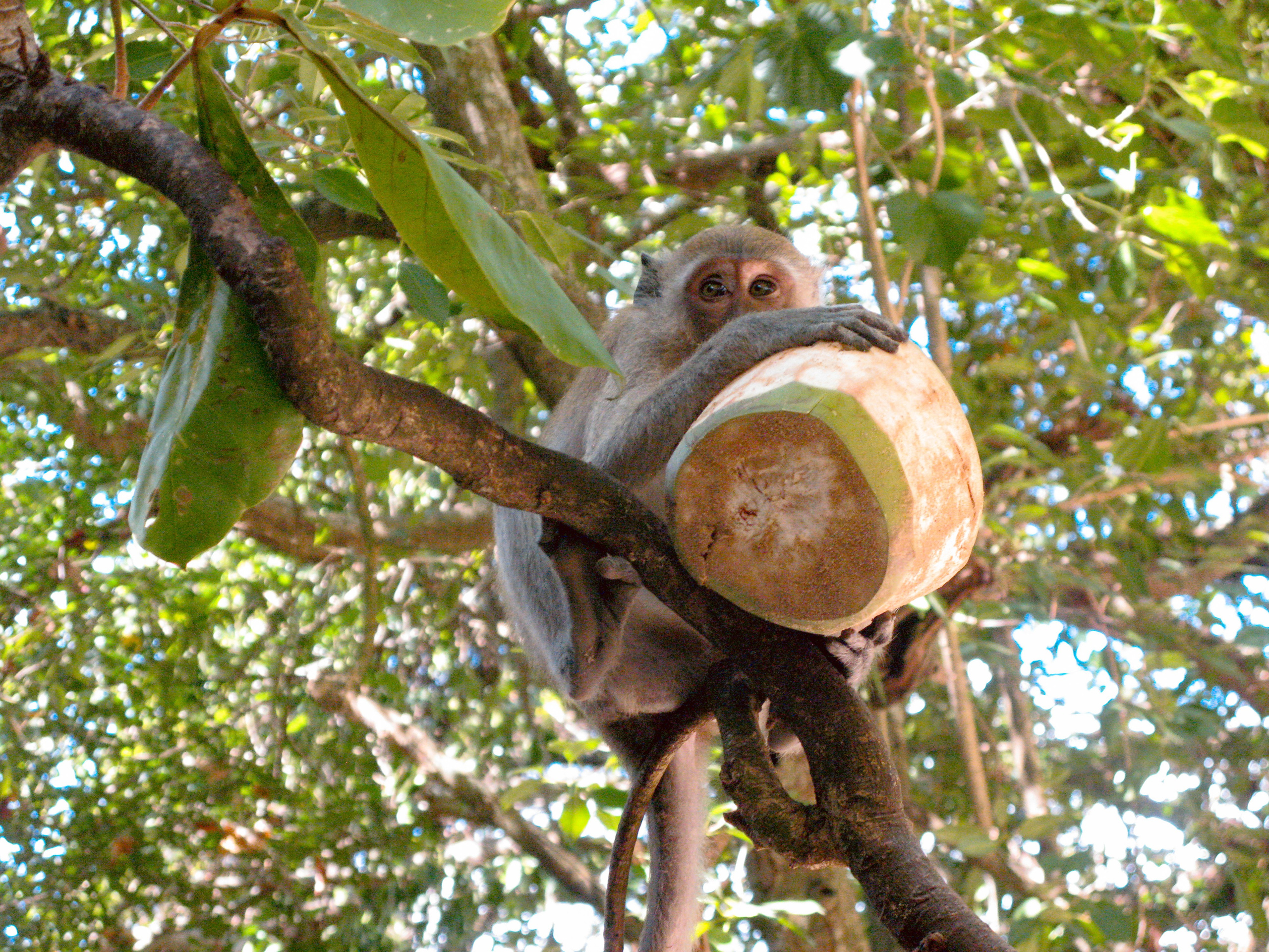 Thai. Фотограф Миланазавр