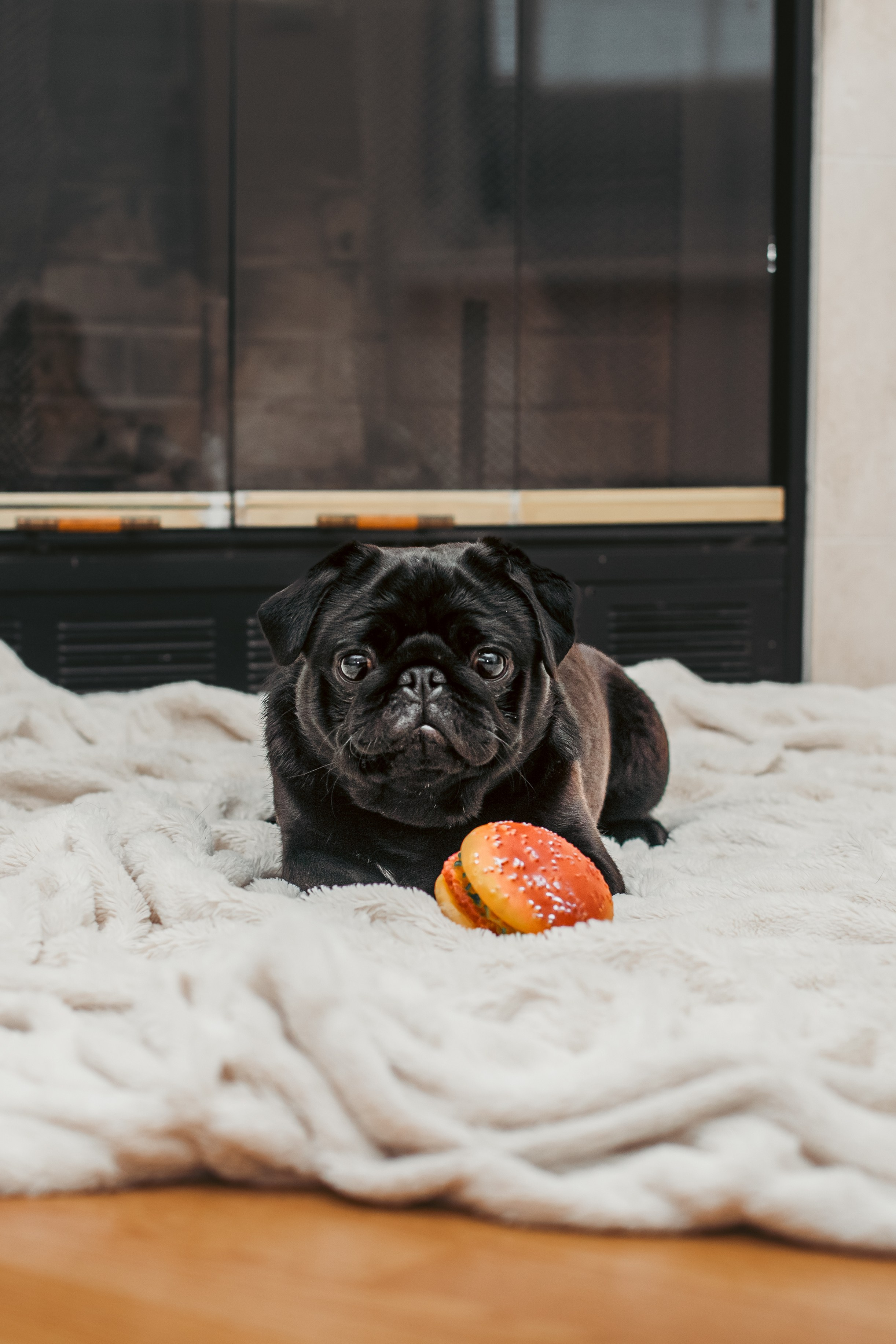 Оля, Харви, Луис. Фотограф-анималист Татьяна Степанова