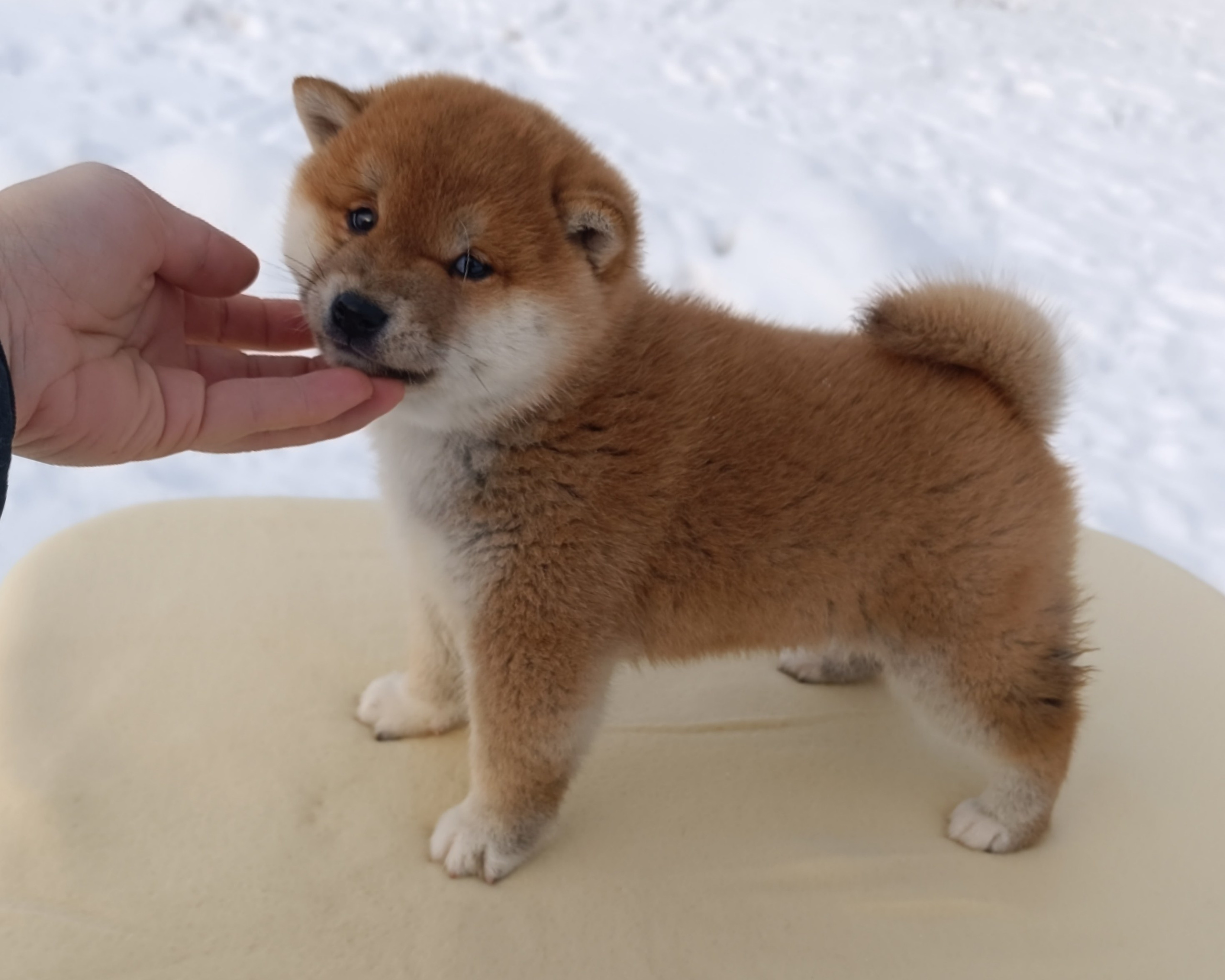 сиба питомник Рубилайт щенки на продажу rubylight  сиба щенки купить СПб Санкт-Петербург 