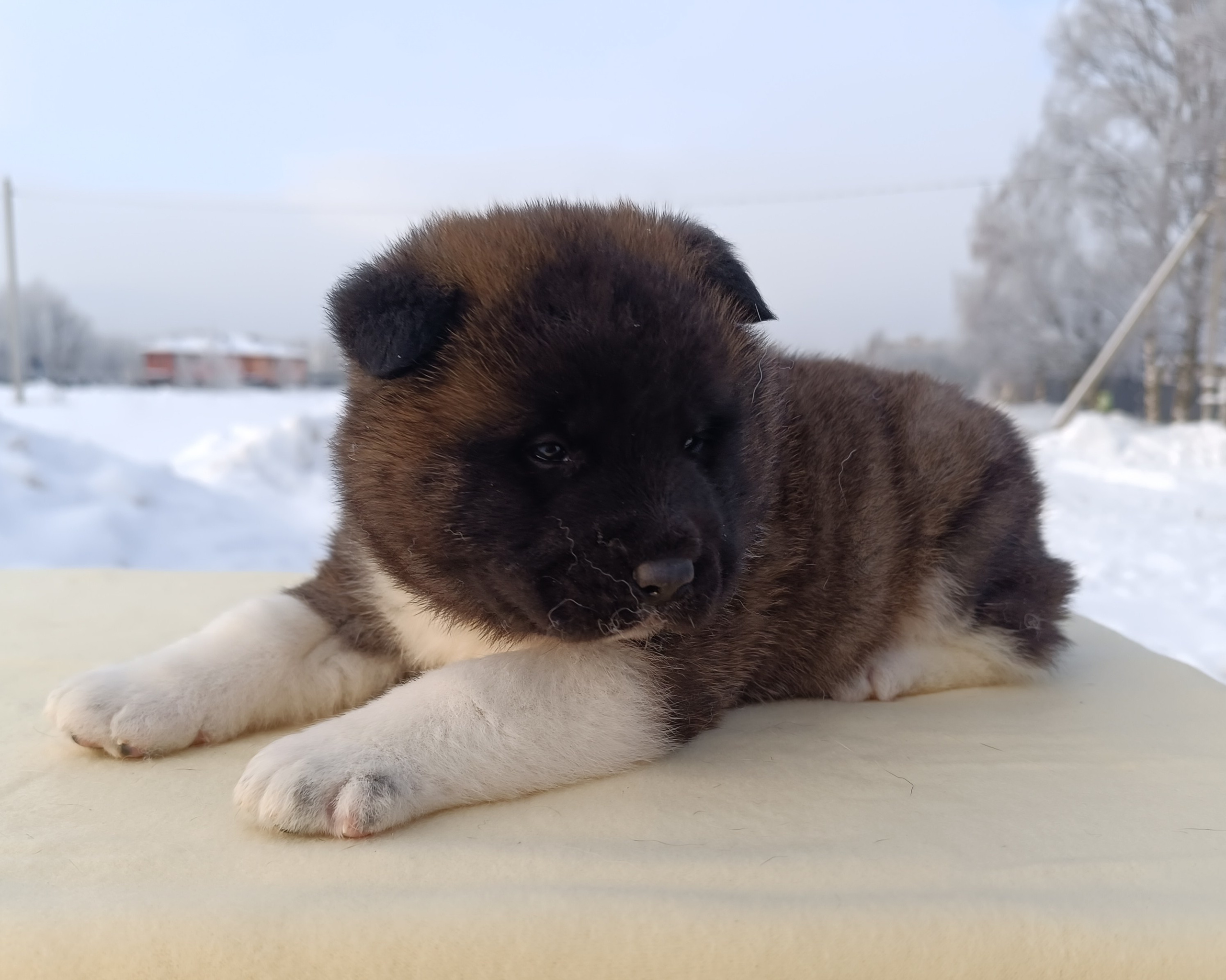 Американская акита  щенки питомник Санкт-Петербург клубные щенки Американская акита питомник RUBYLIGHT Рубилайт купить щенка американской акиты