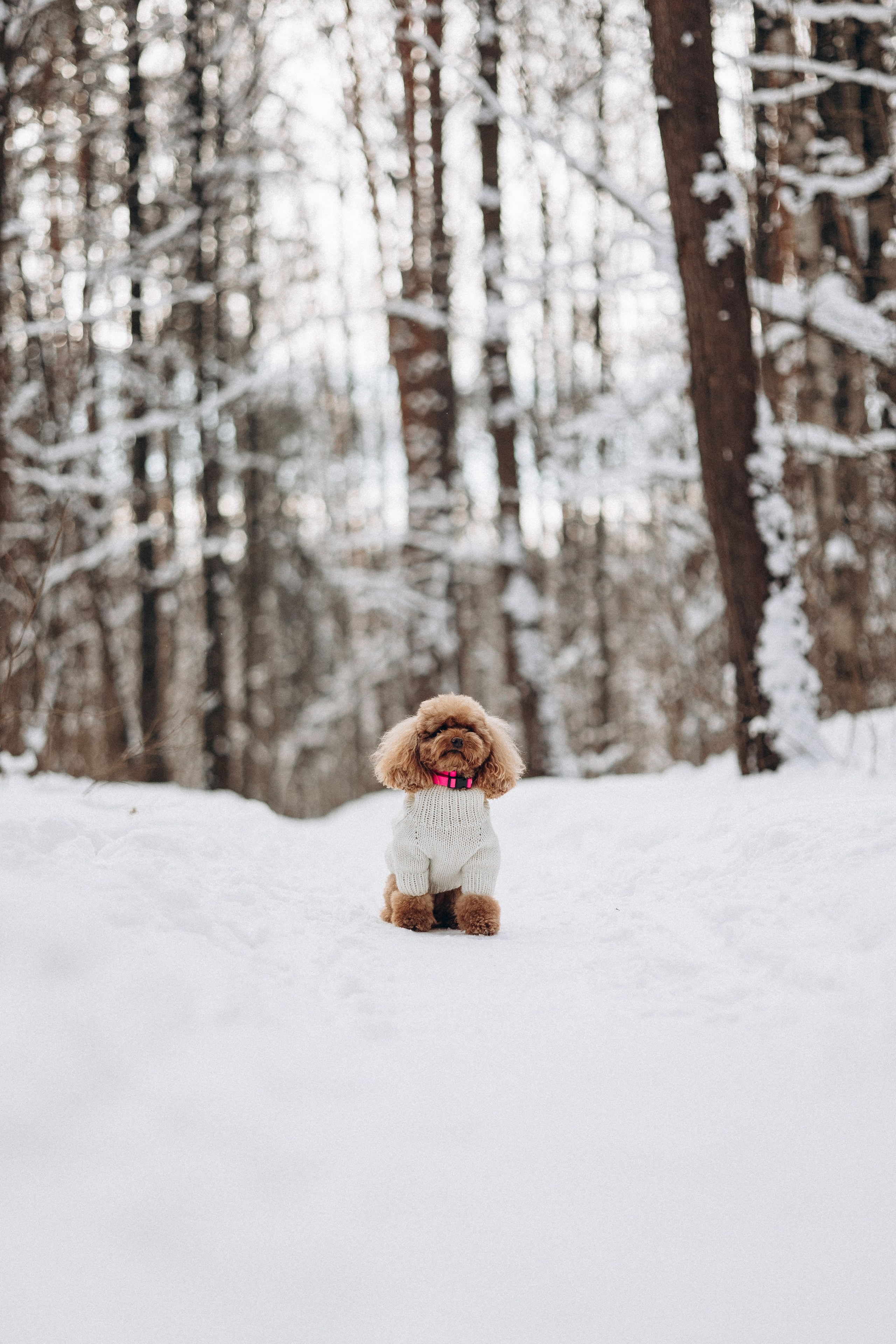Амуниция «Бобик» 2. Фотораф — анималист Мария Шистка