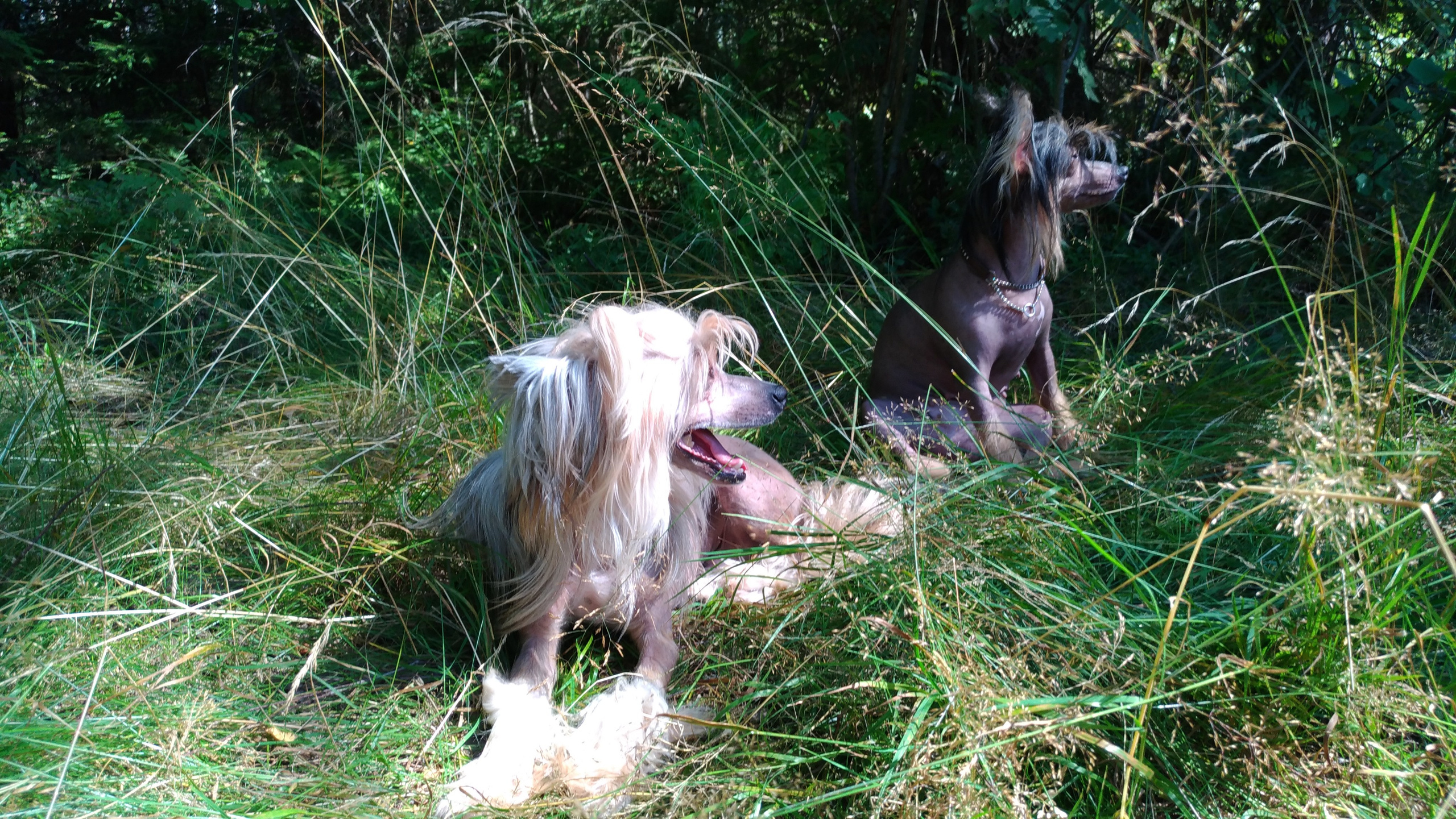 Hike to Konakovo. Poale Ell Chinese Crested Dog Kennel: Buy a puppy from the kennel