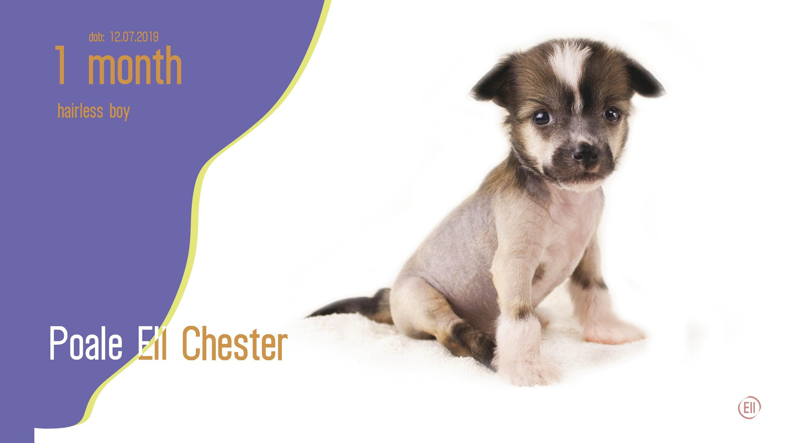 Litter C. Chinese Crested Dog Kennel Poale Ell