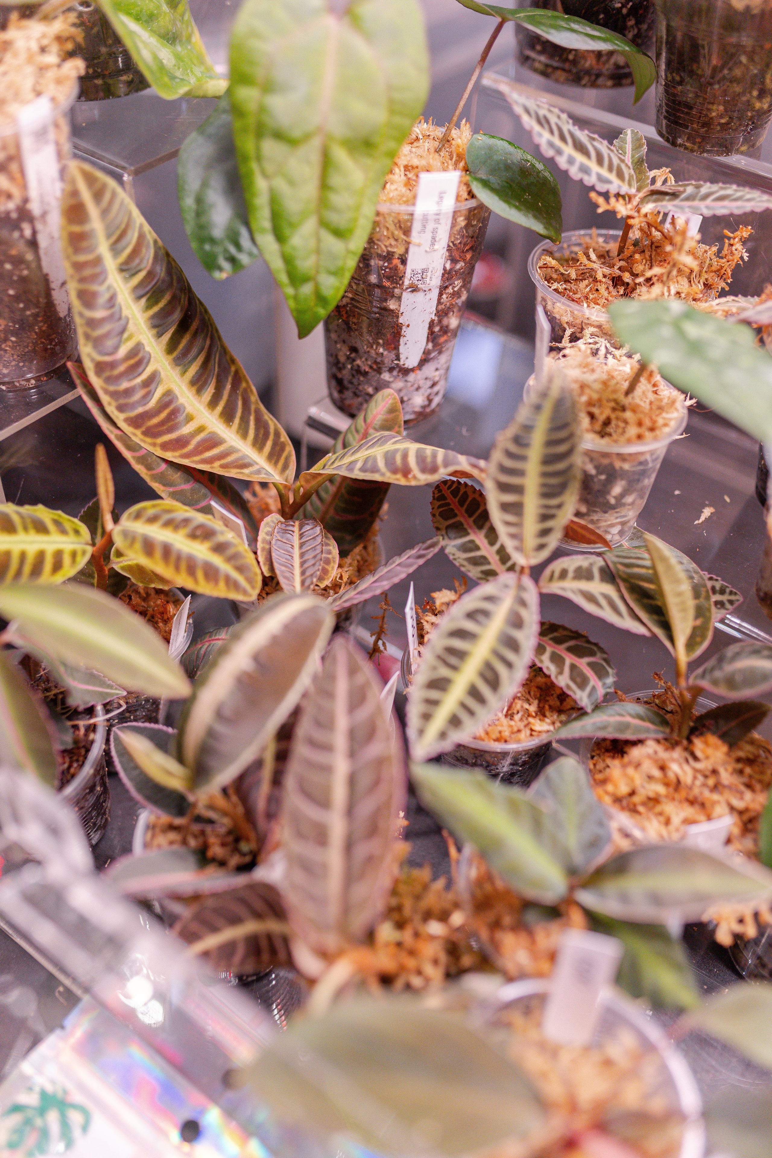 Орхидиум 12.2025. Александра Куликова фотограф, Москва