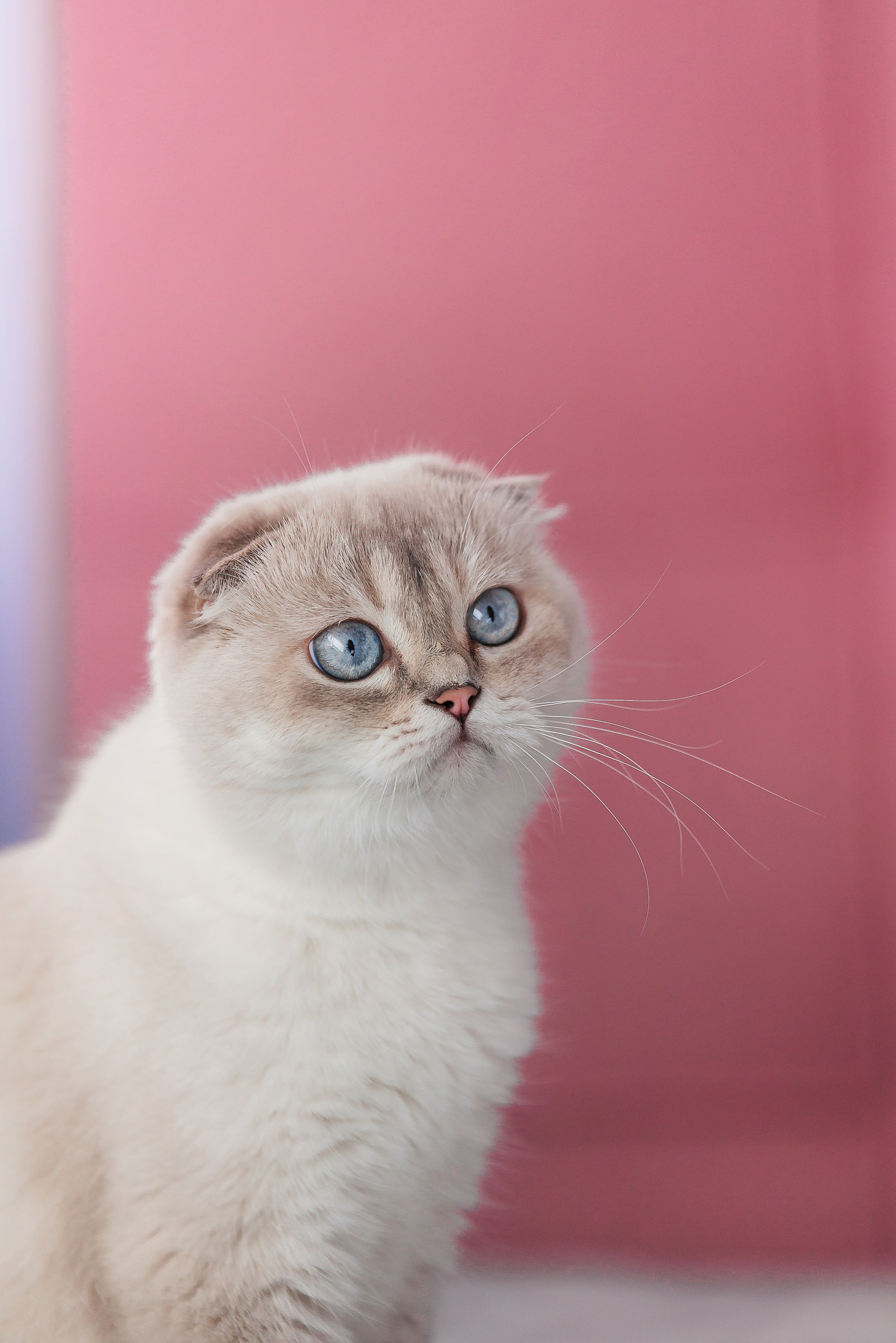 Питомец в кадре. Фотограф-анималист Анастасия Парфенова|Екатеринбург