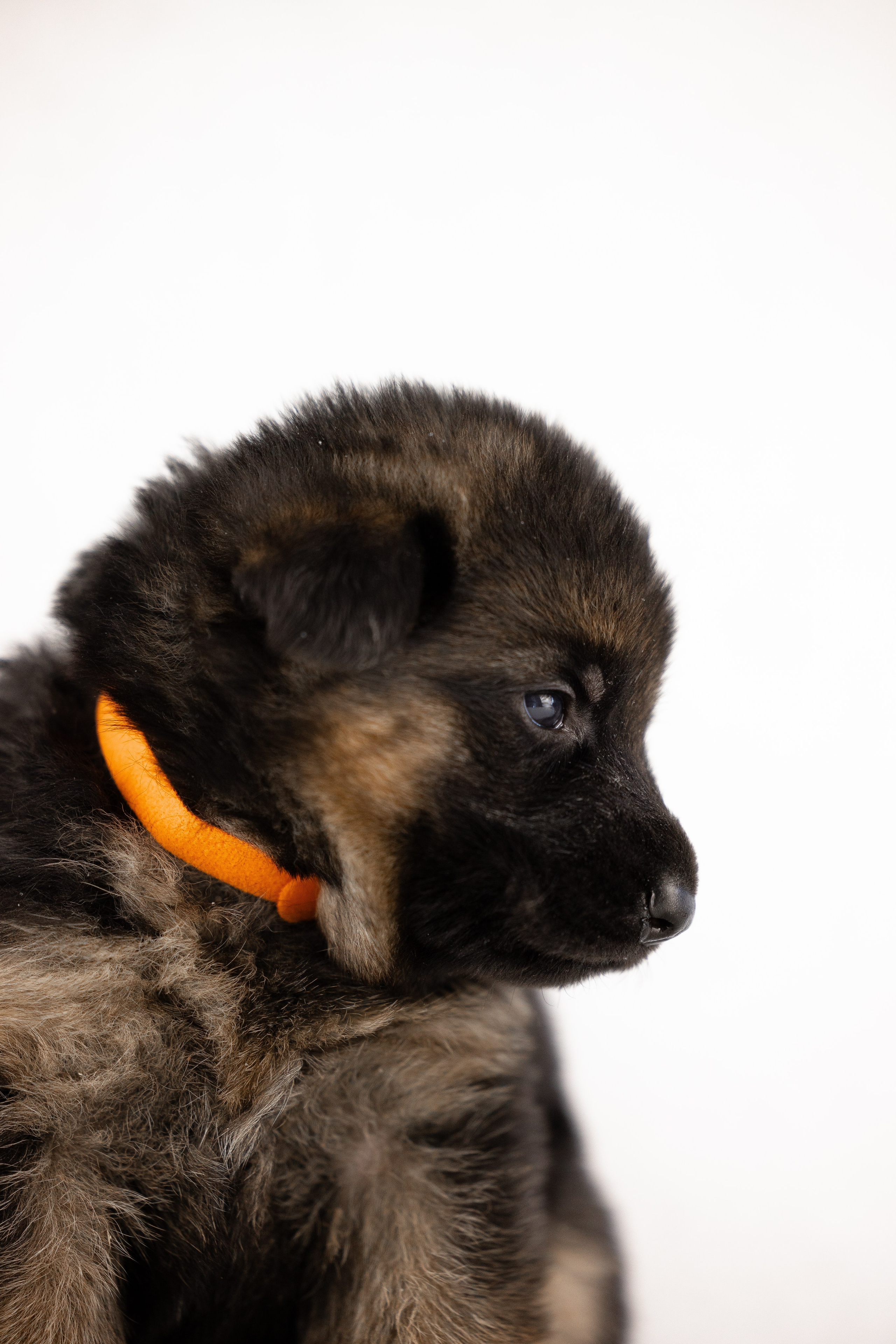 Немецкая овчарка. Фотограф и видеограф анималист Аганина Дарья